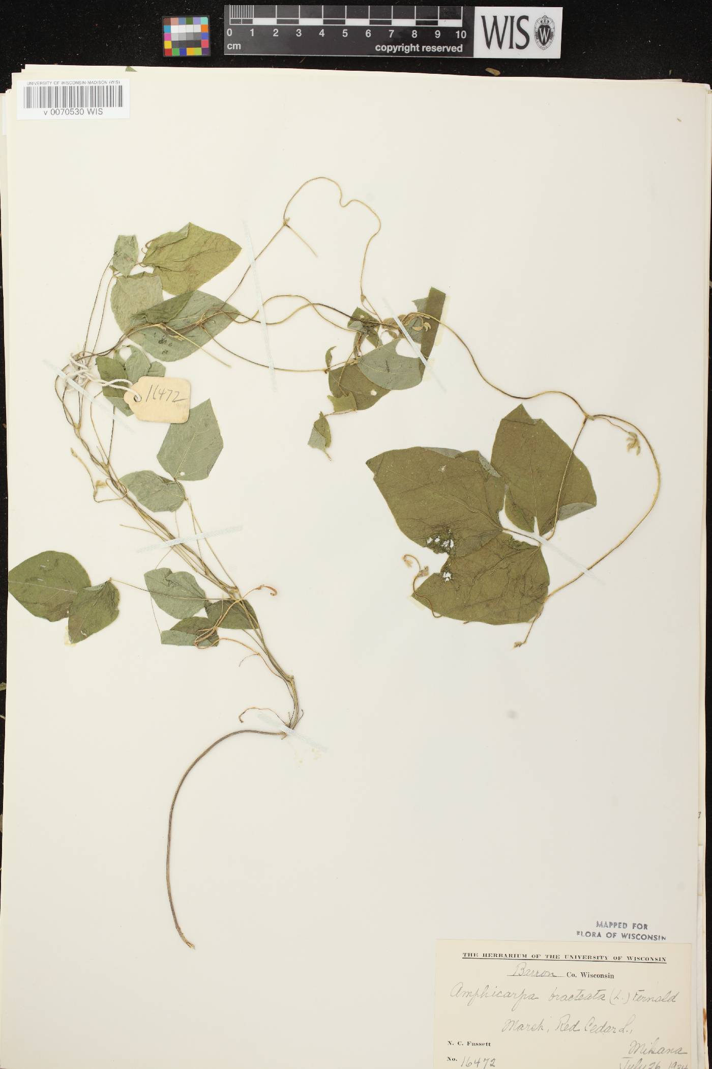 Amphicarpaea bracteata image