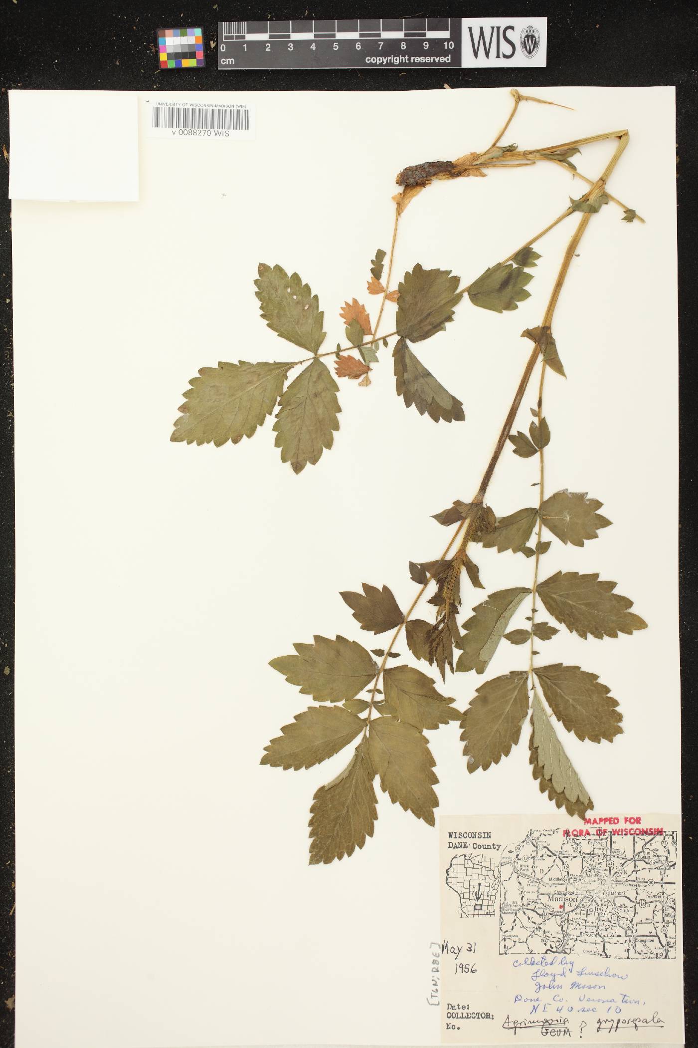 Agrimonia gryposepala image