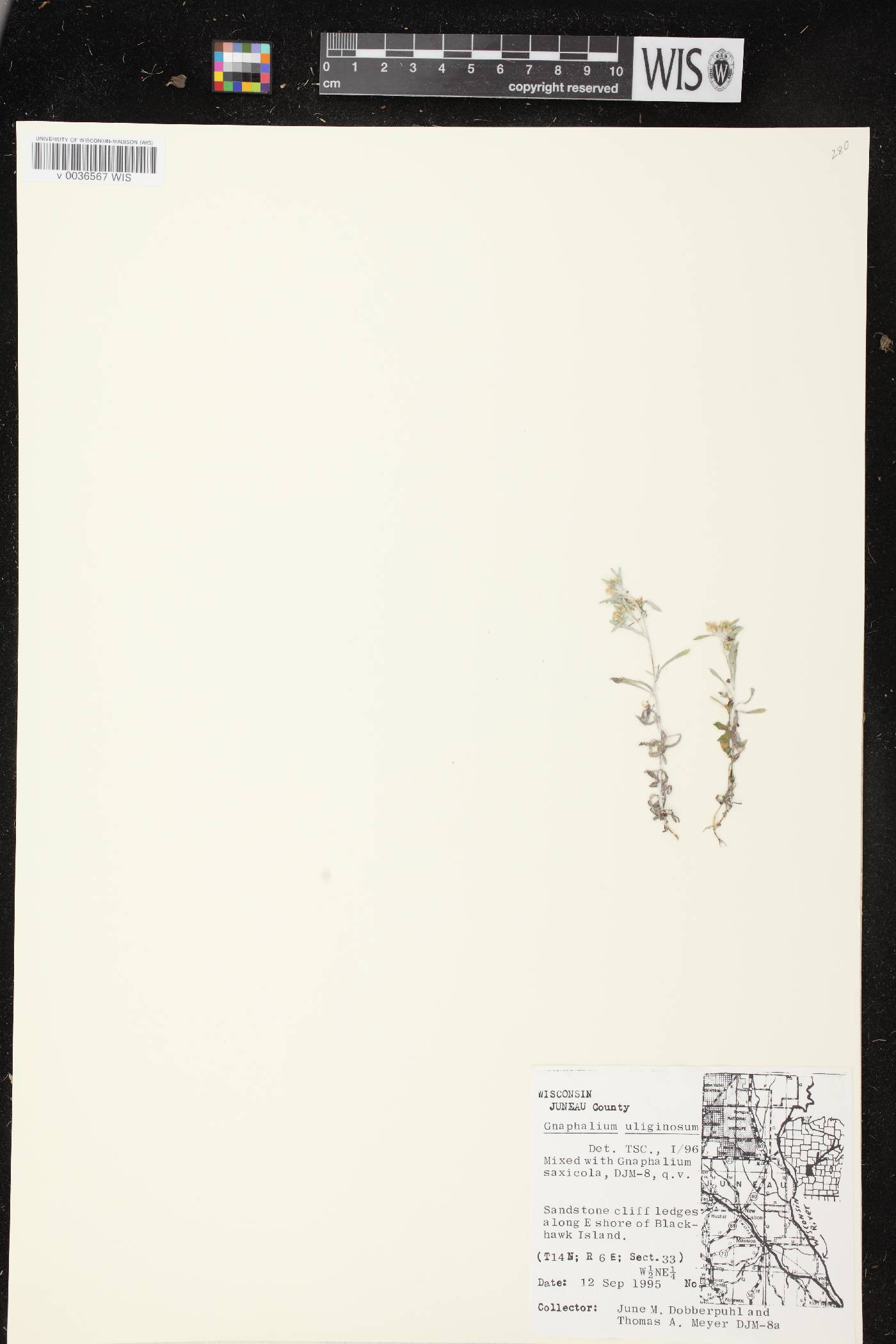 Gnaphalium uliginosum image