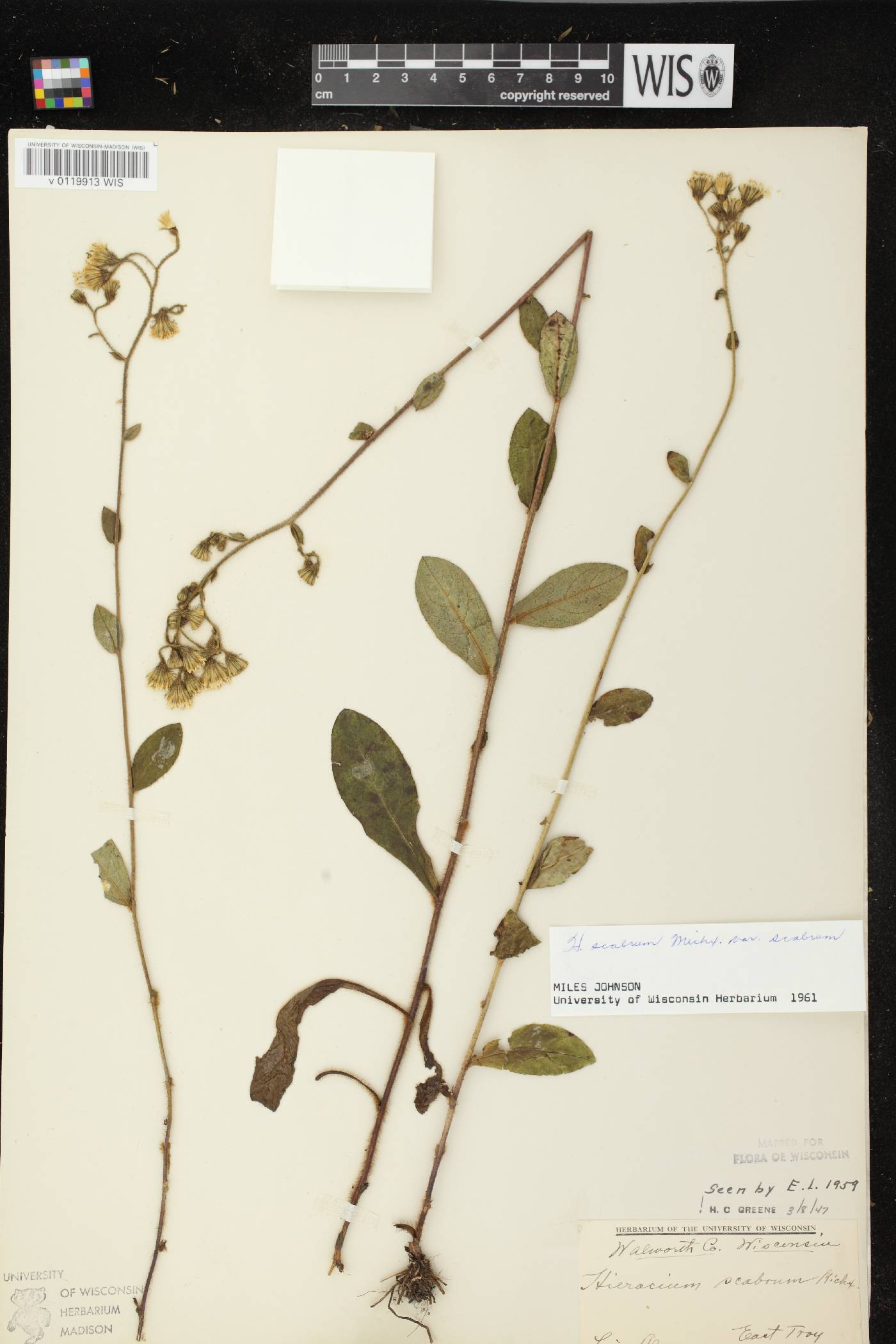 Hieracium scabrum image