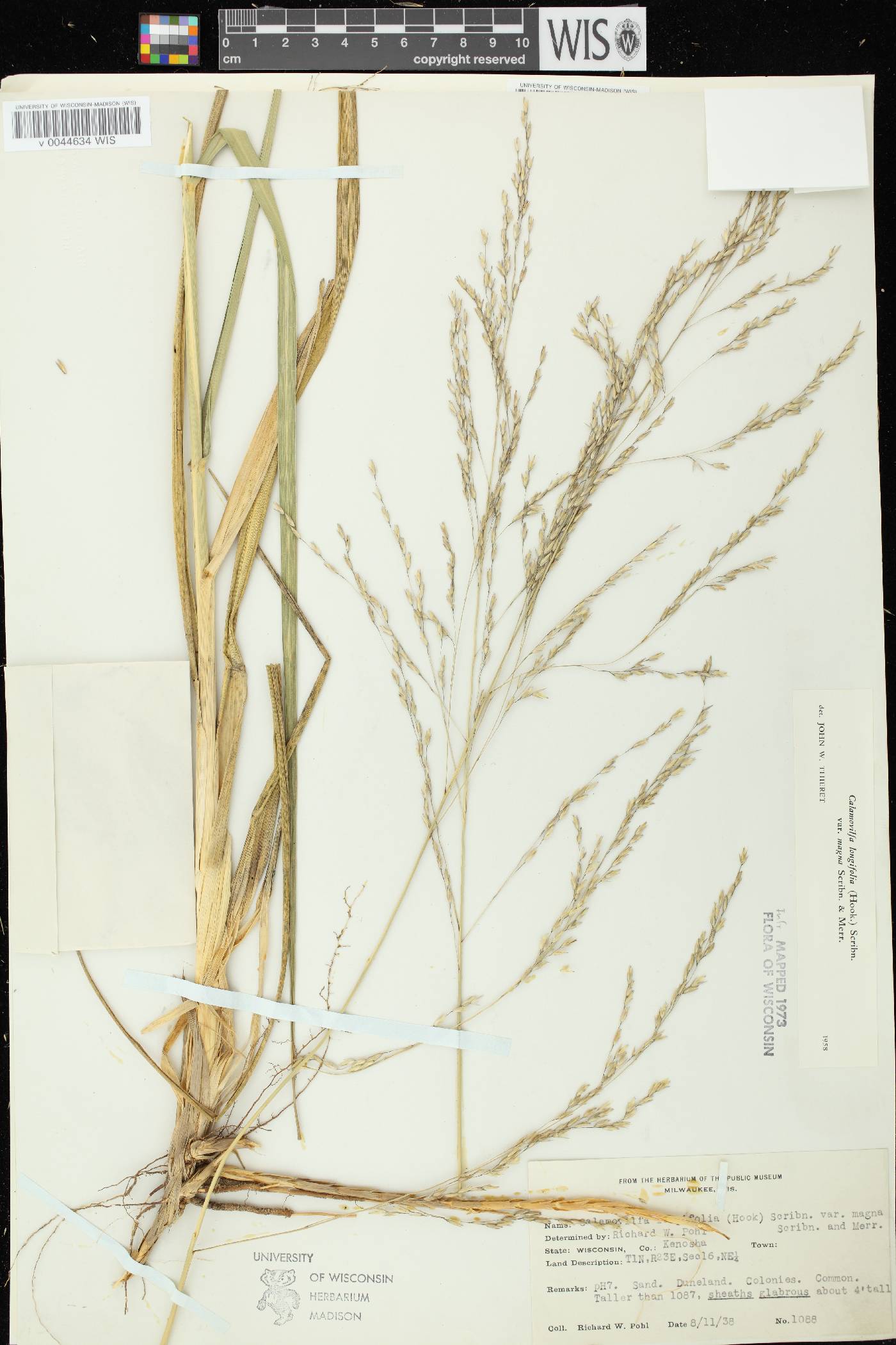 Calamovilfa longifolia image