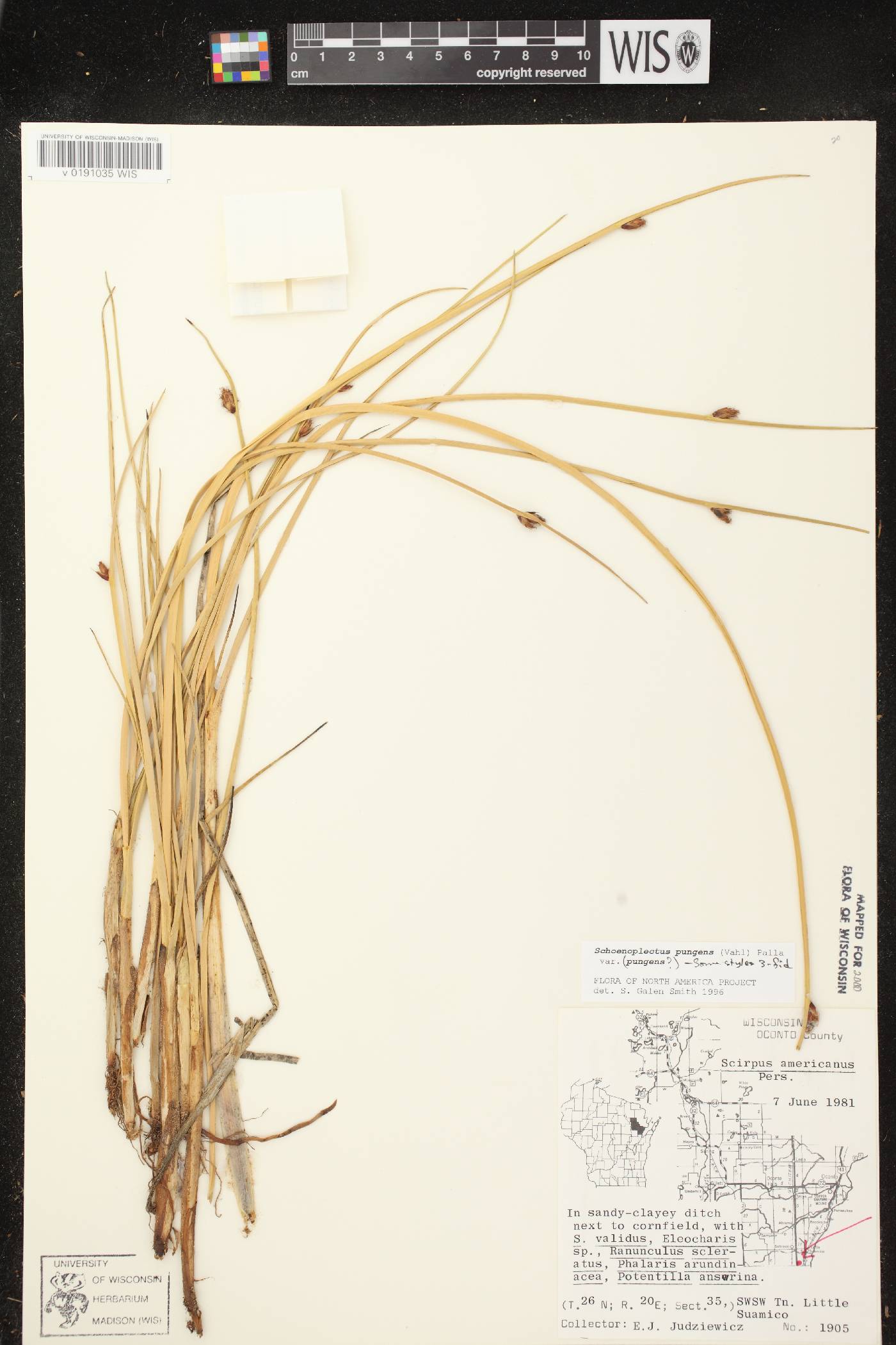 Schoenoplectus pungens image