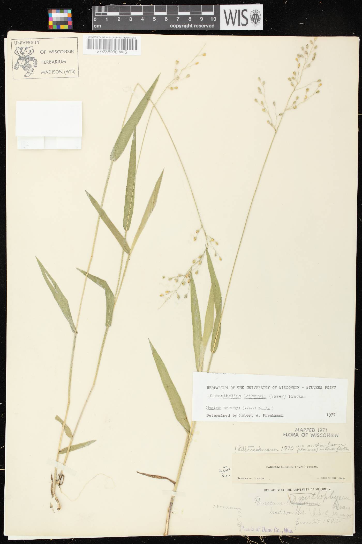 Dichanthelium leibergii image