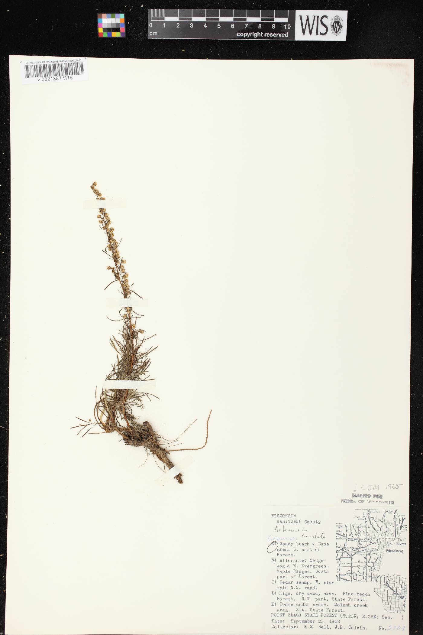 Artemisia campestris image