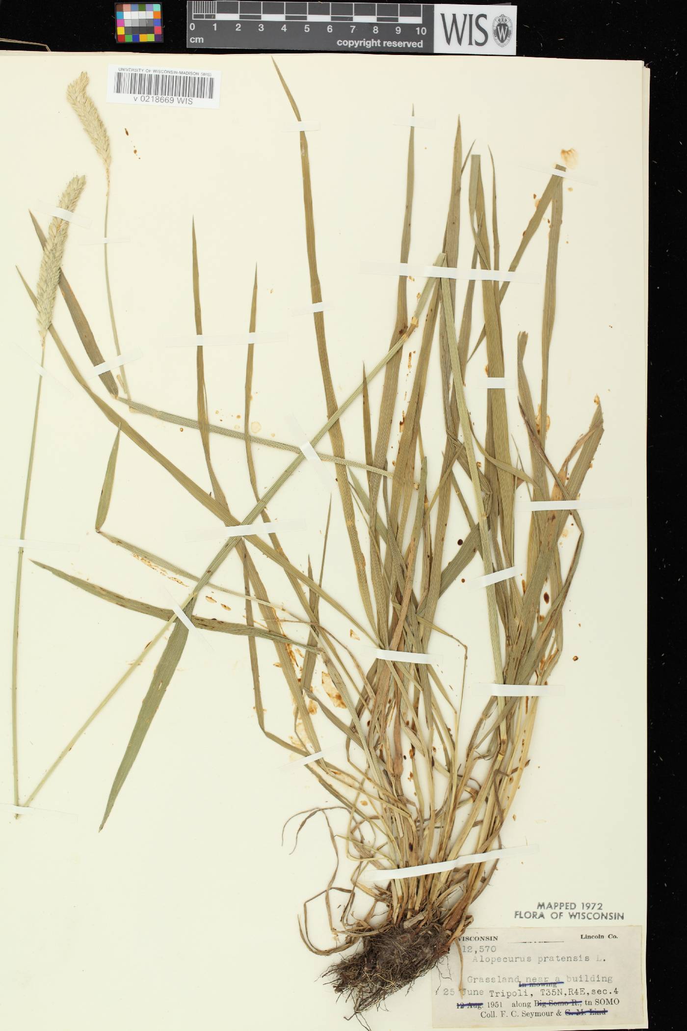 Alopecurus pratensis image
