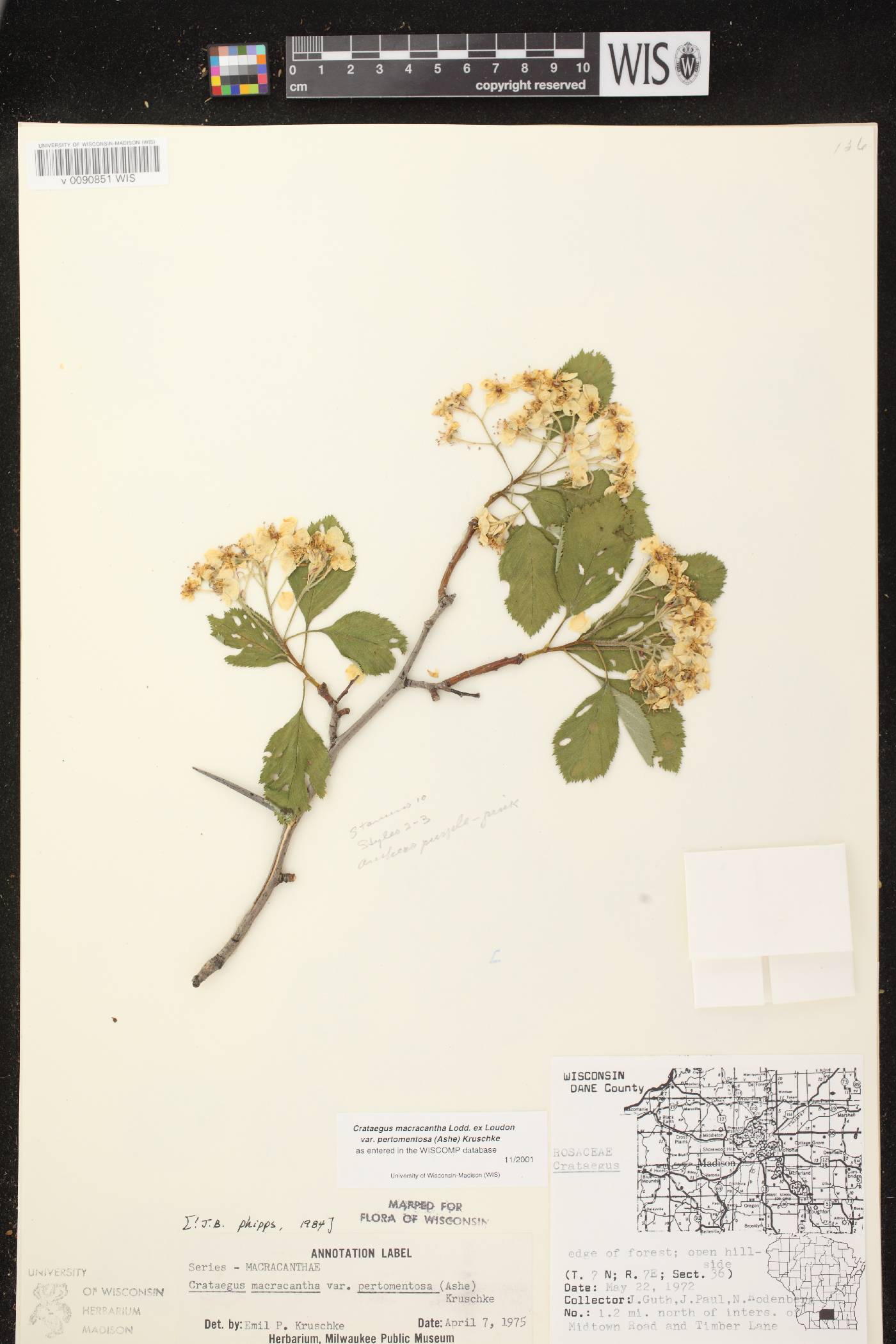 Crataegus macracantha image