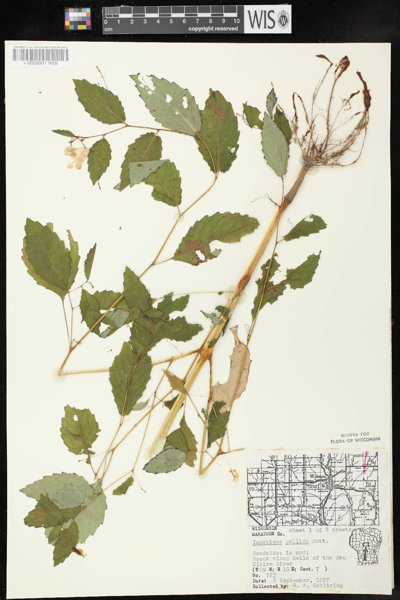 Impatiens pallida image