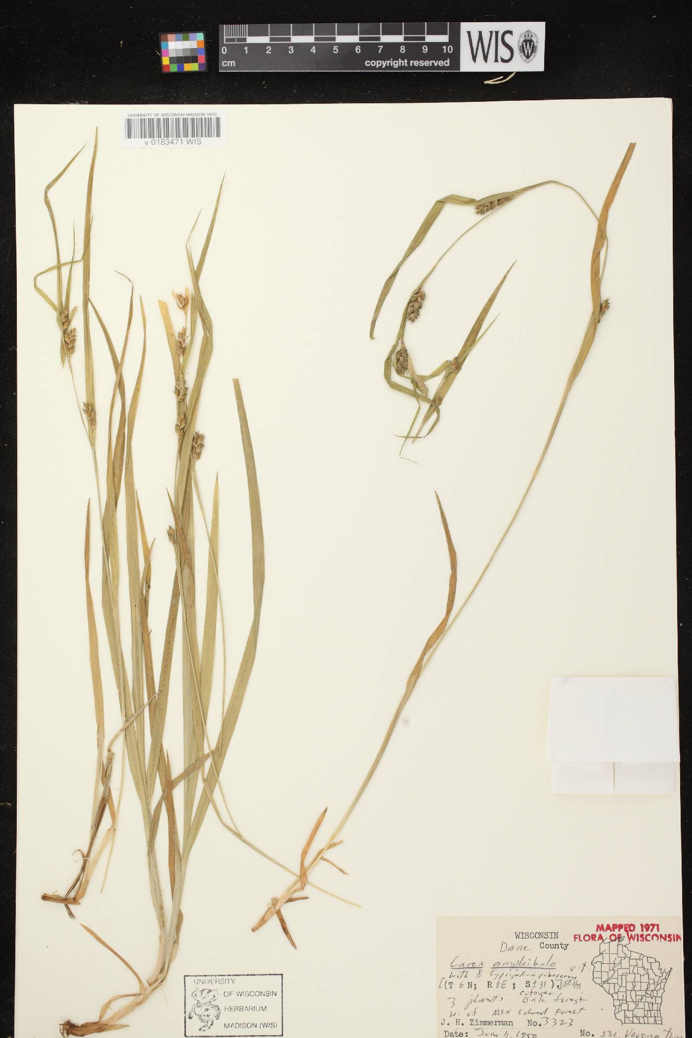 Carex grisea image