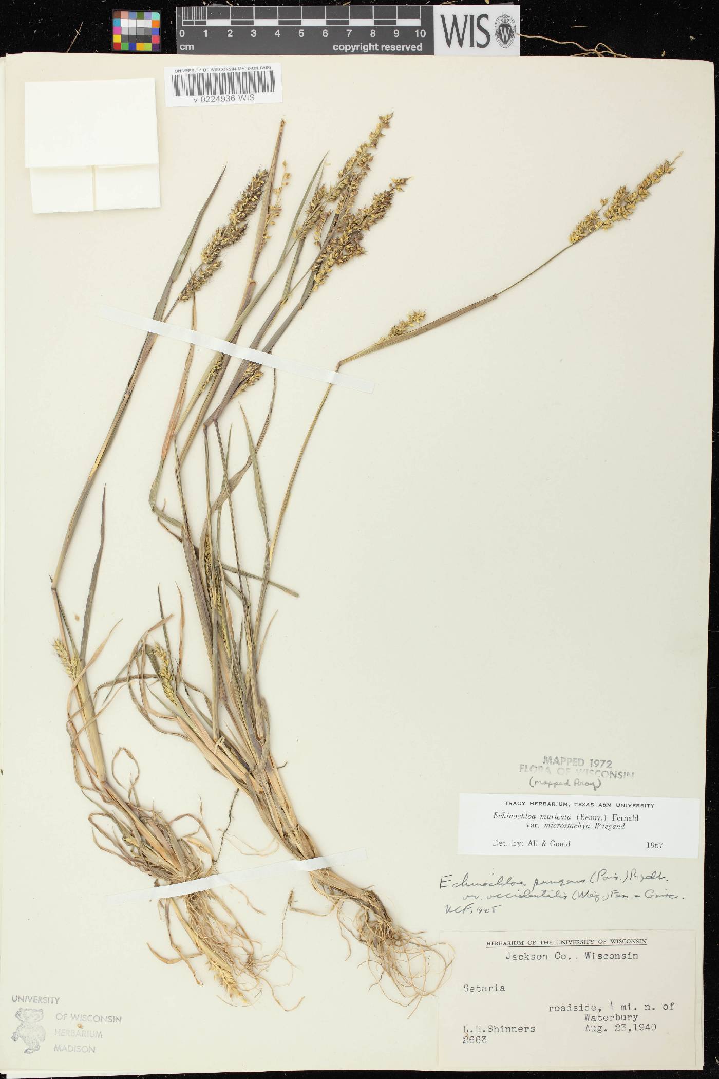 Echinochloa muricata var. microstachya image
