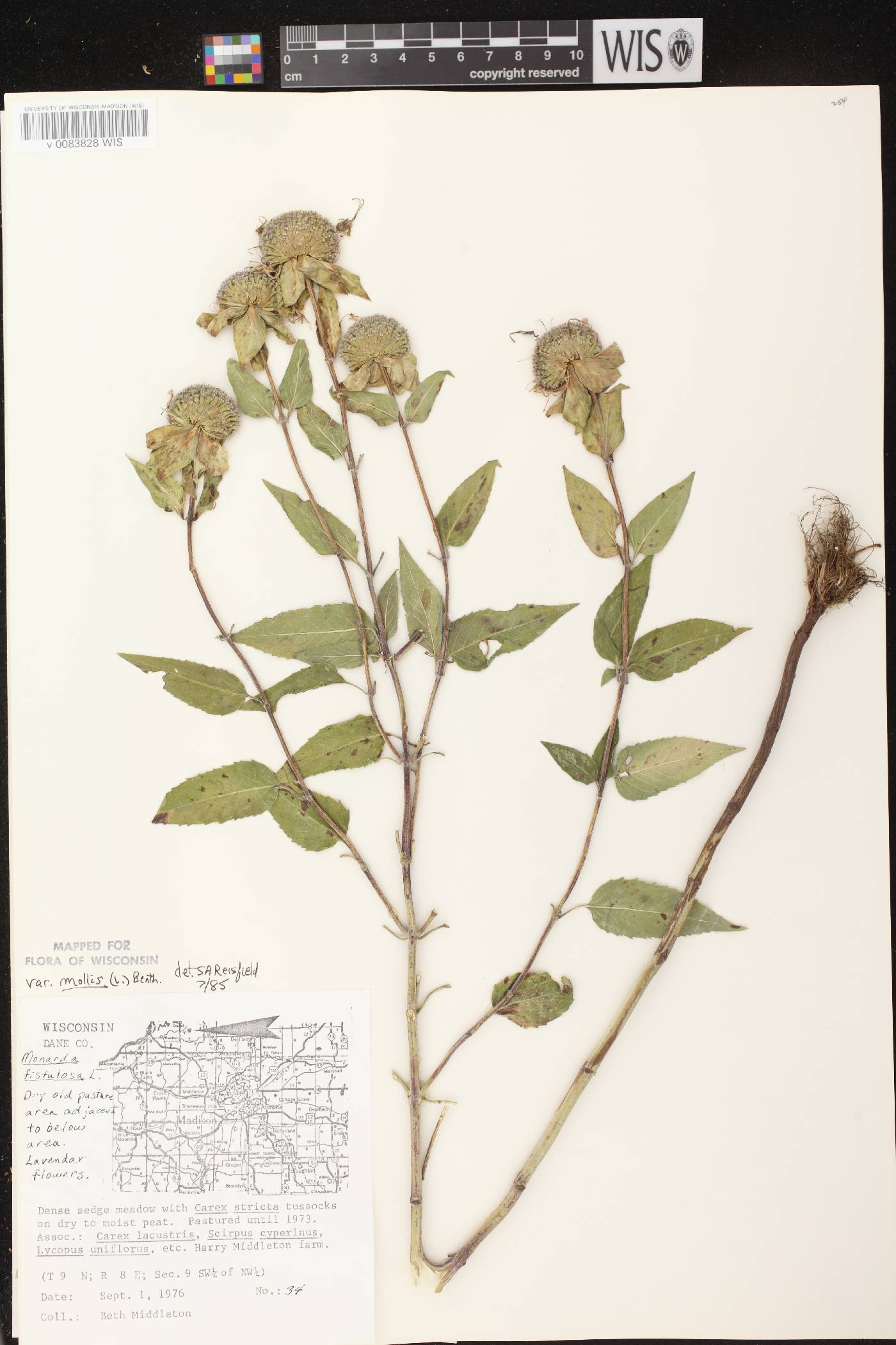 Monarda fistulosa image