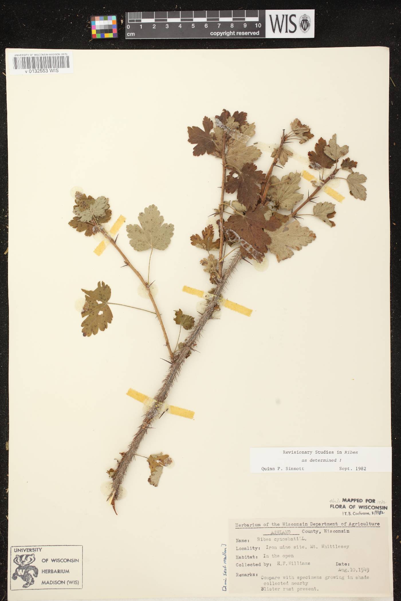 Ribes cynosbati image