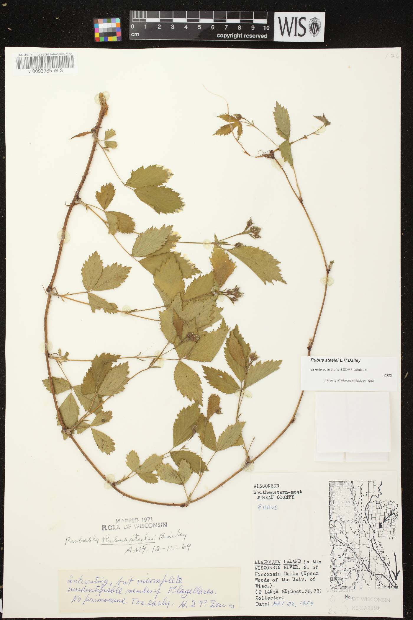Rubus flagellaris image