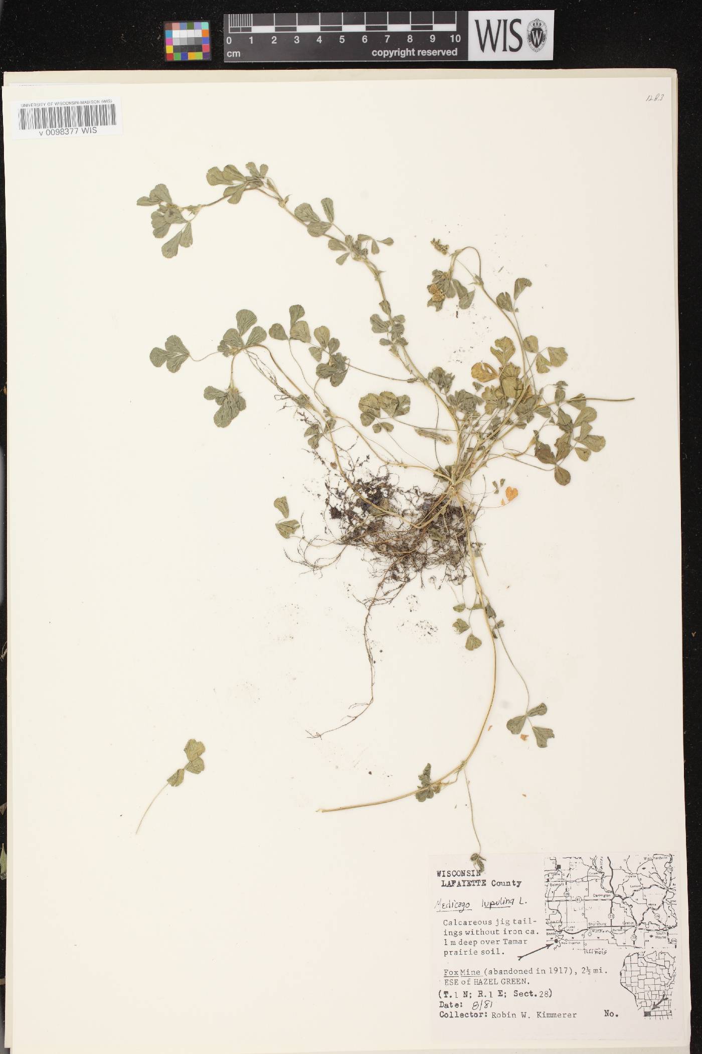 Medicago lupulina image