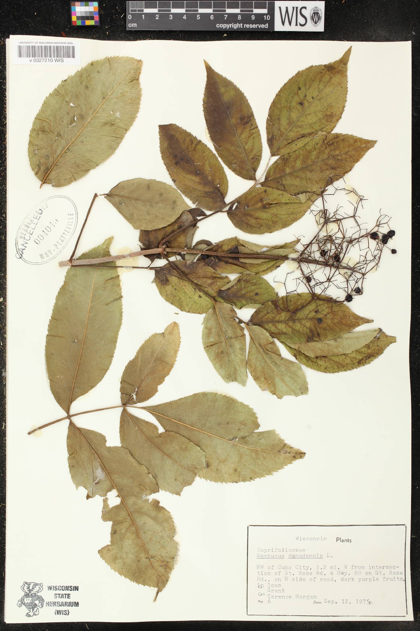 Sambucus canadensis image