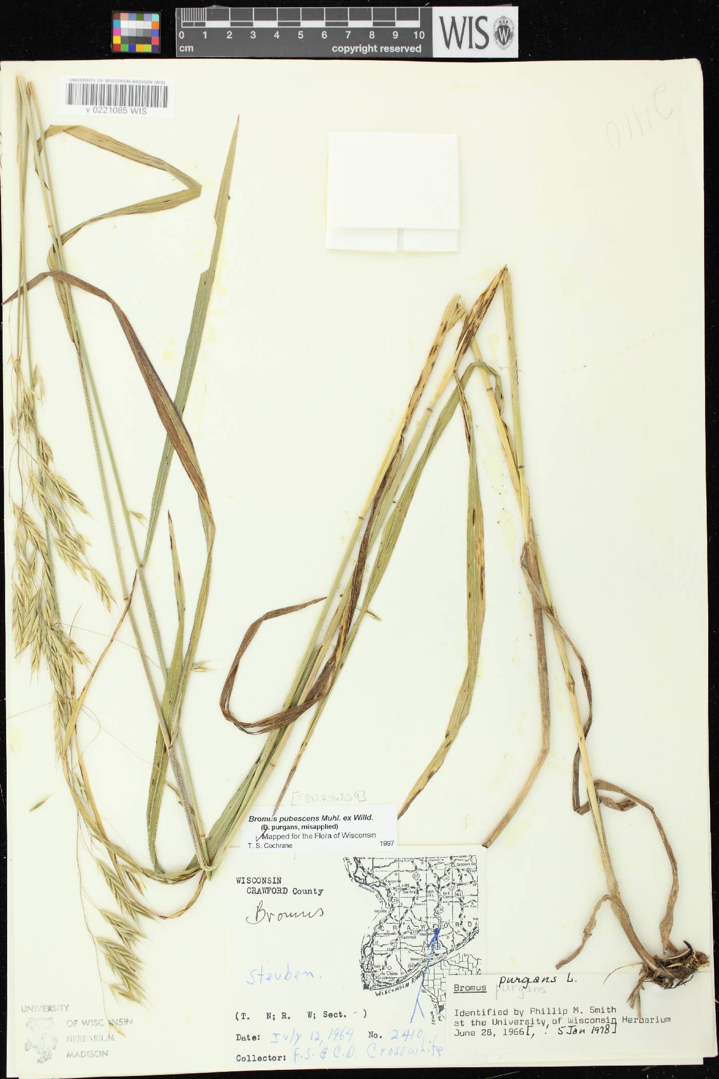 Bromus pubescens image