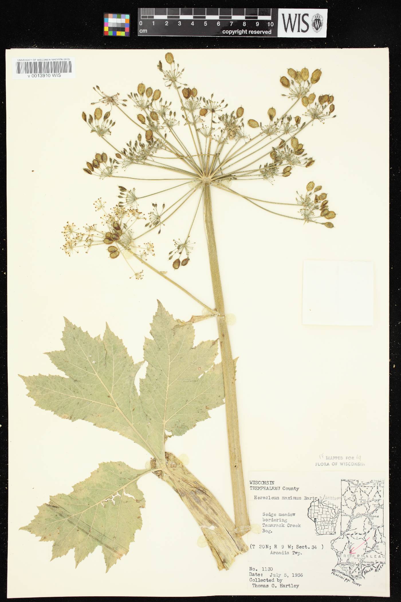 Heracleum maximum image
