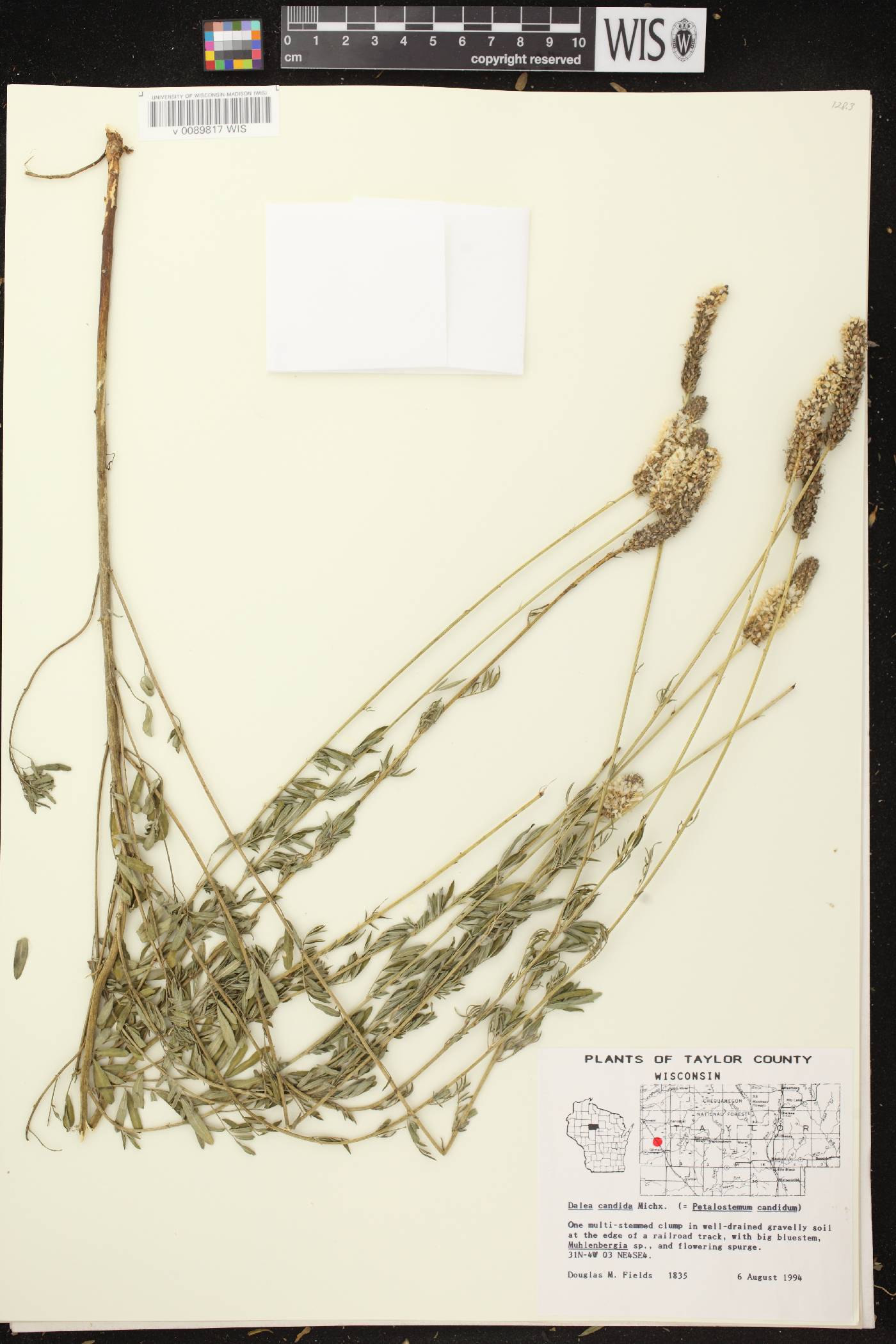 Dalea candida image