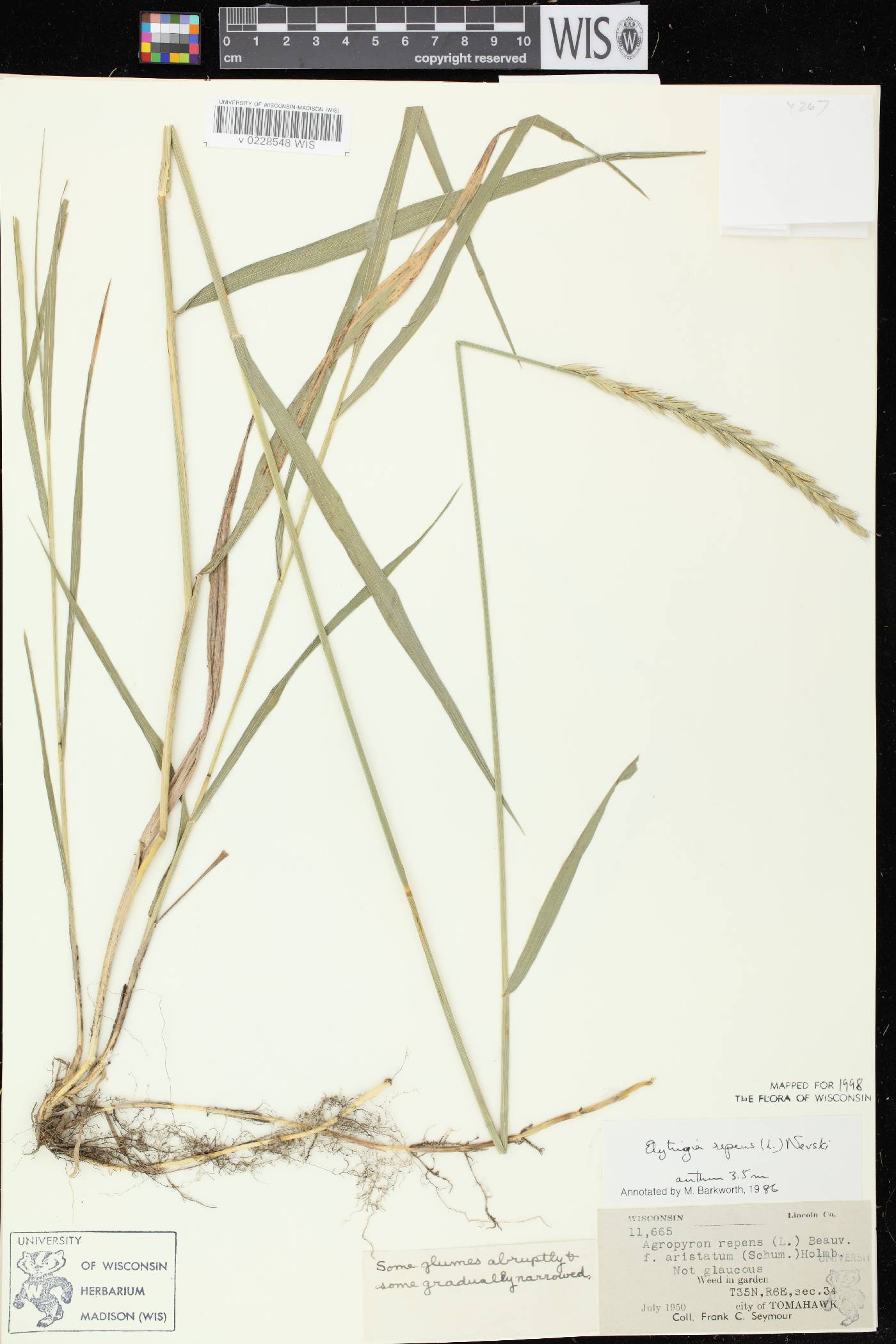 Elymus repens image