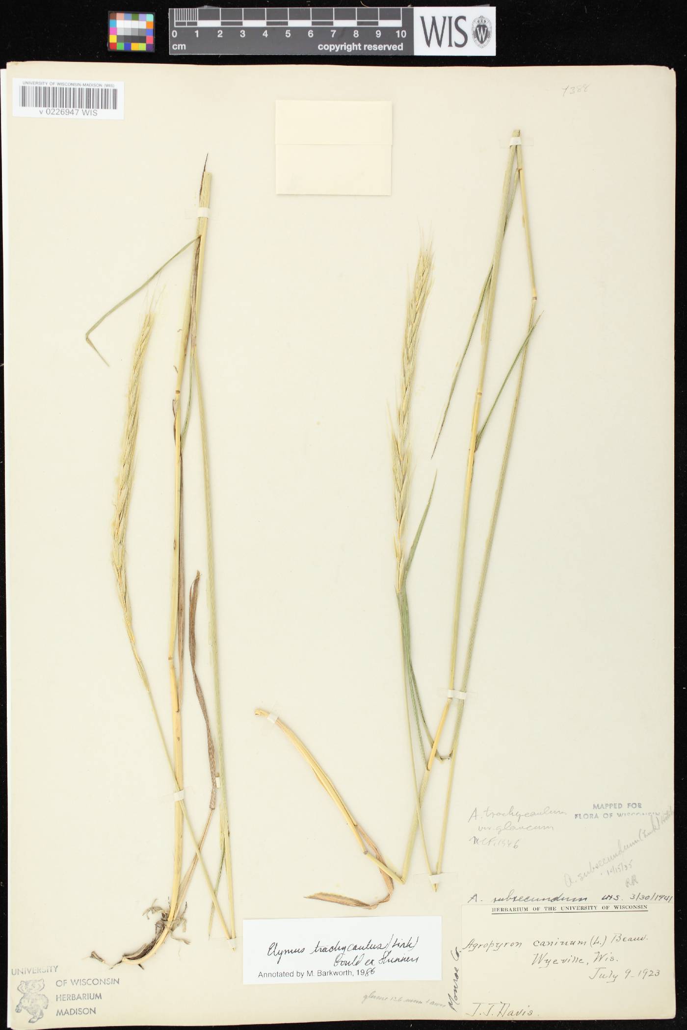 Elymus trachycaulus subsp. subsecundus image