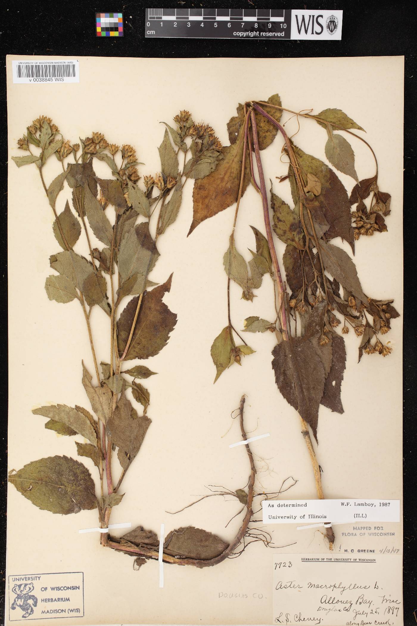 Eurybia macrophylla image