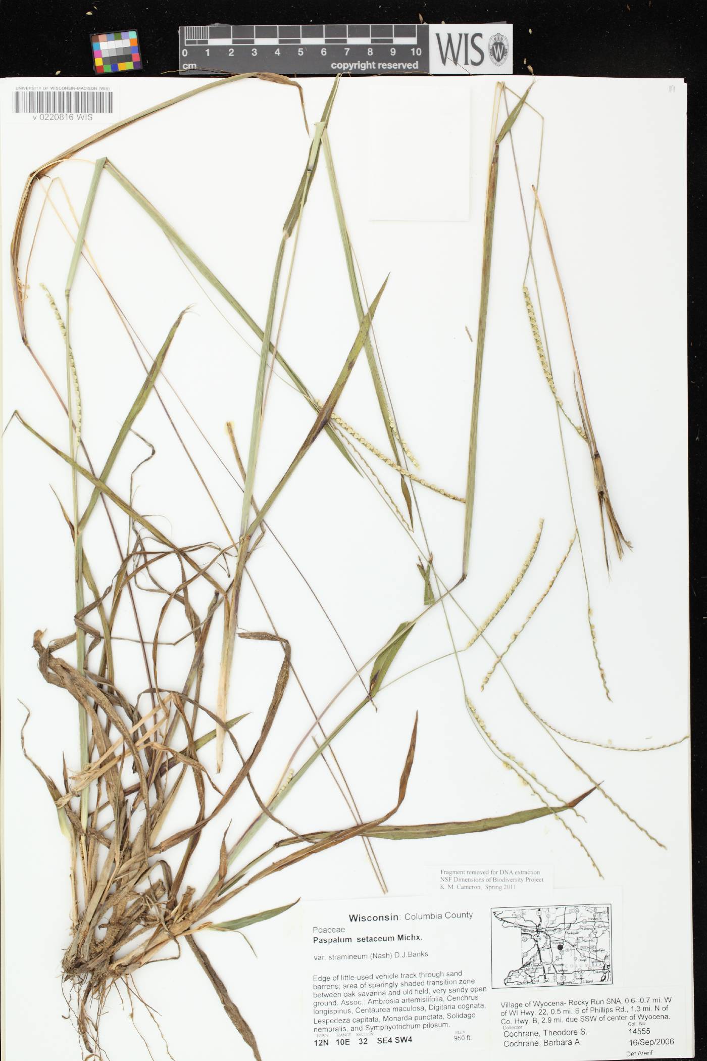 Paspalum setaceum var. stramineum image