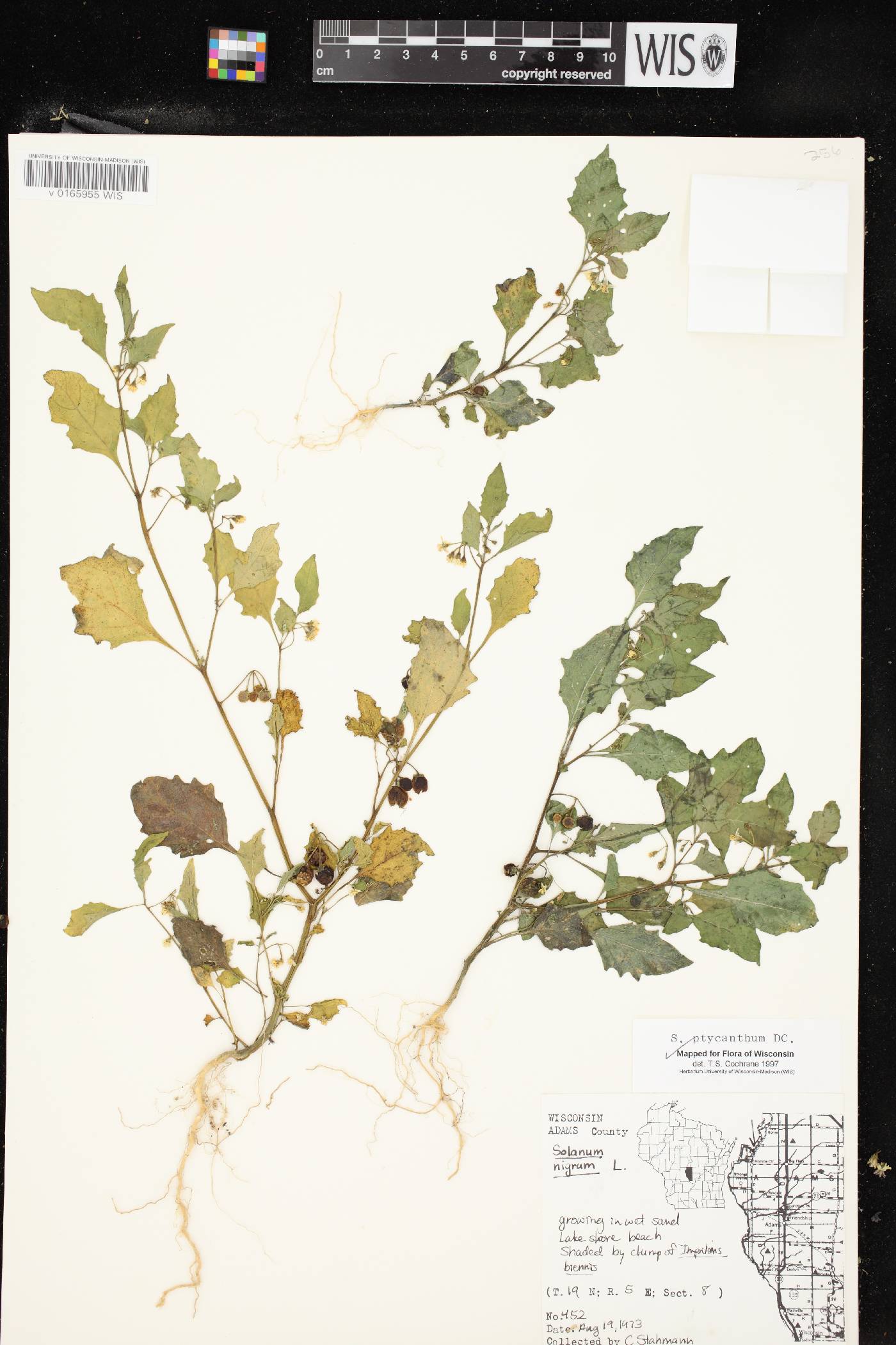 Solanum ptychanthum image