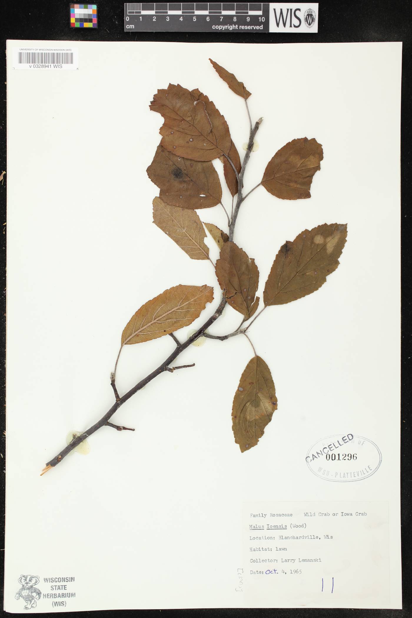 Malus ioensis image