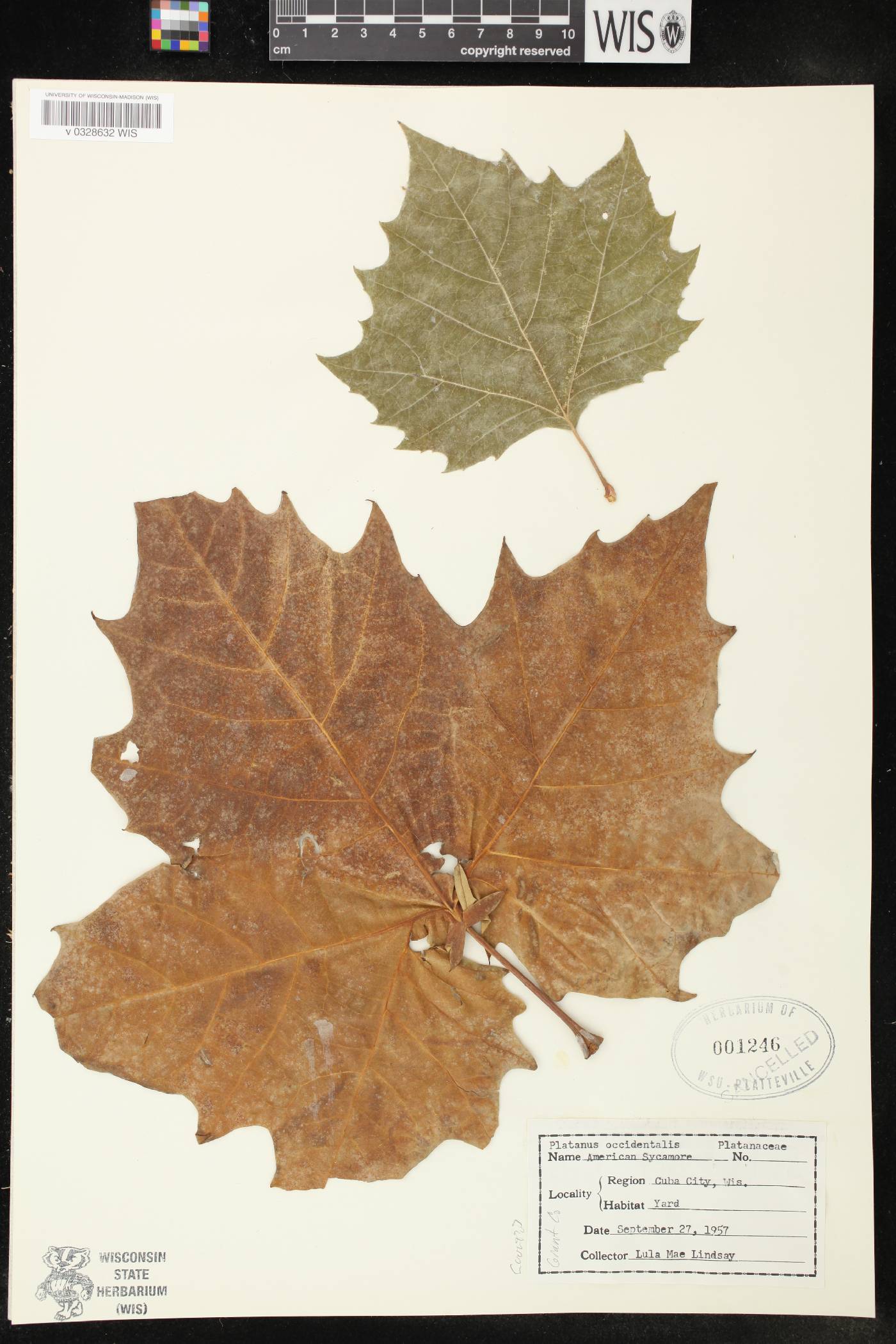 Platanus occidentalis image