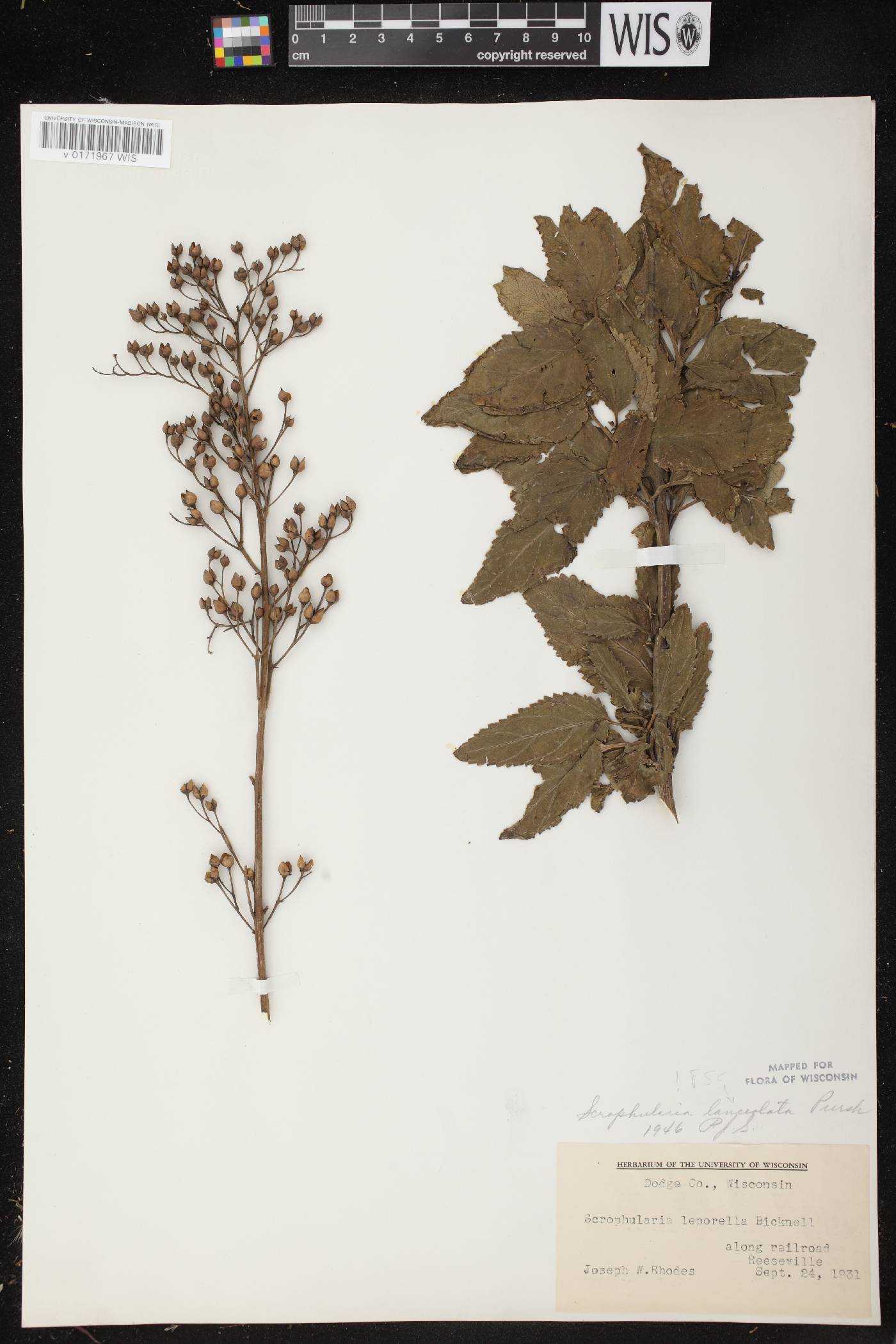 Scrophularia lanceolata image