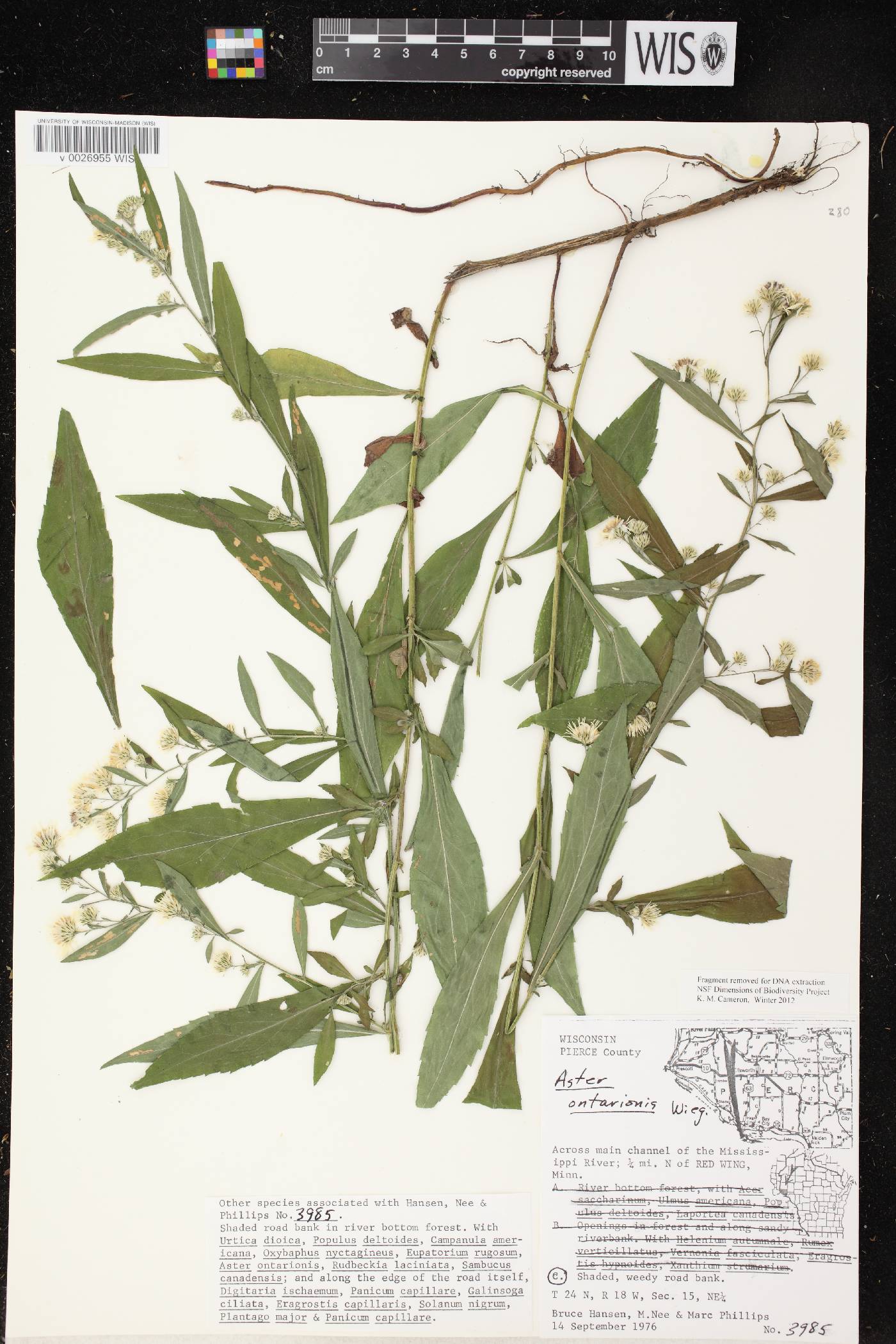Symphyotrichum ontarionis image