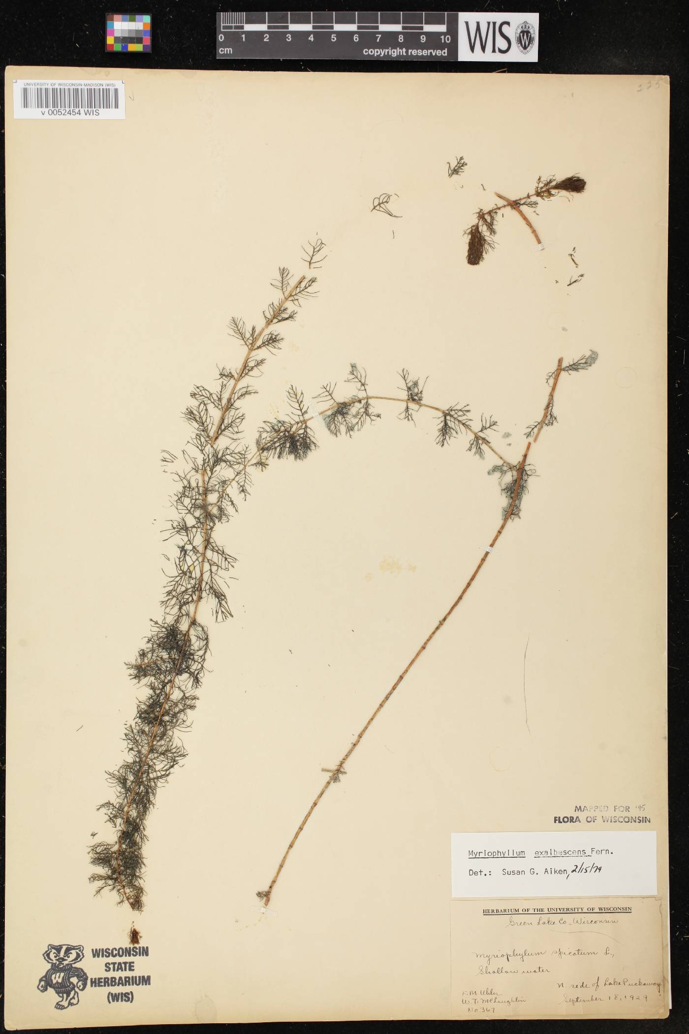 Myriophyllum sibiricum image