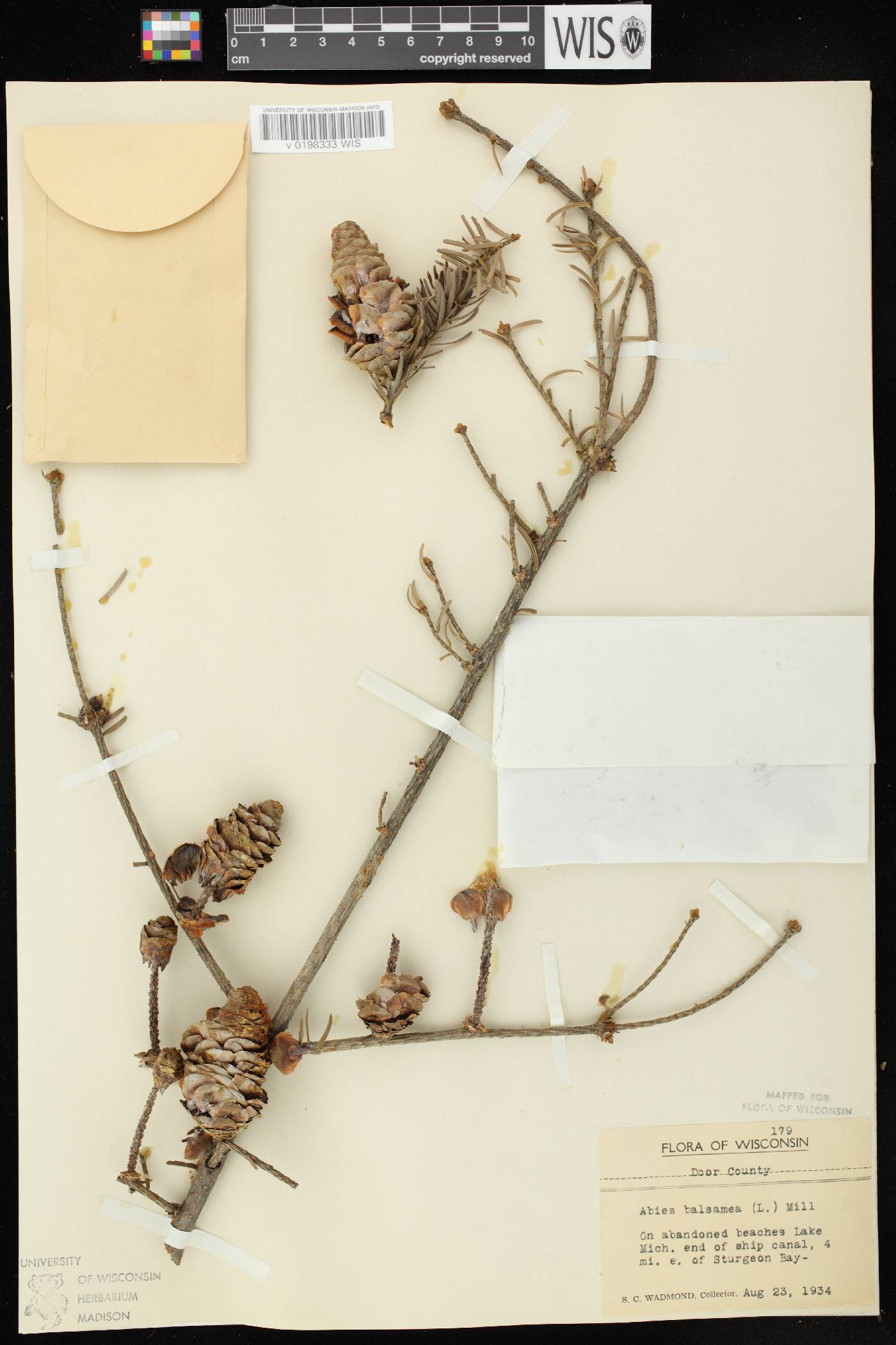 Abies balsamea image