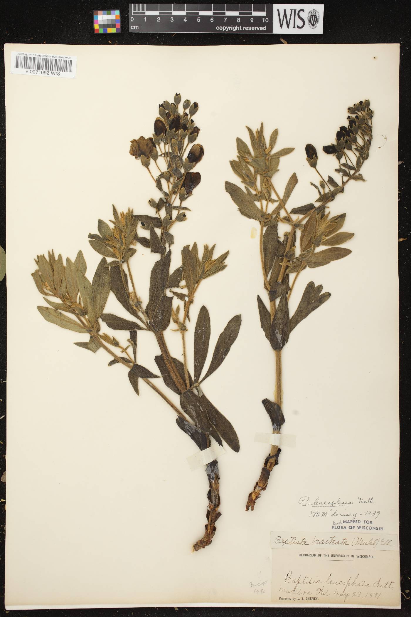 Baptisia leucophaea image