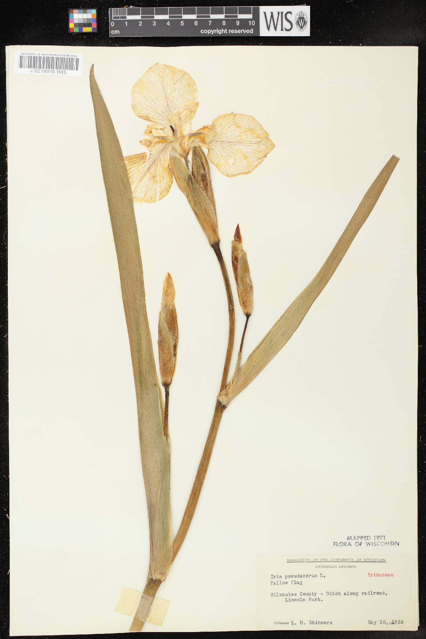 Iris pseudacorus image