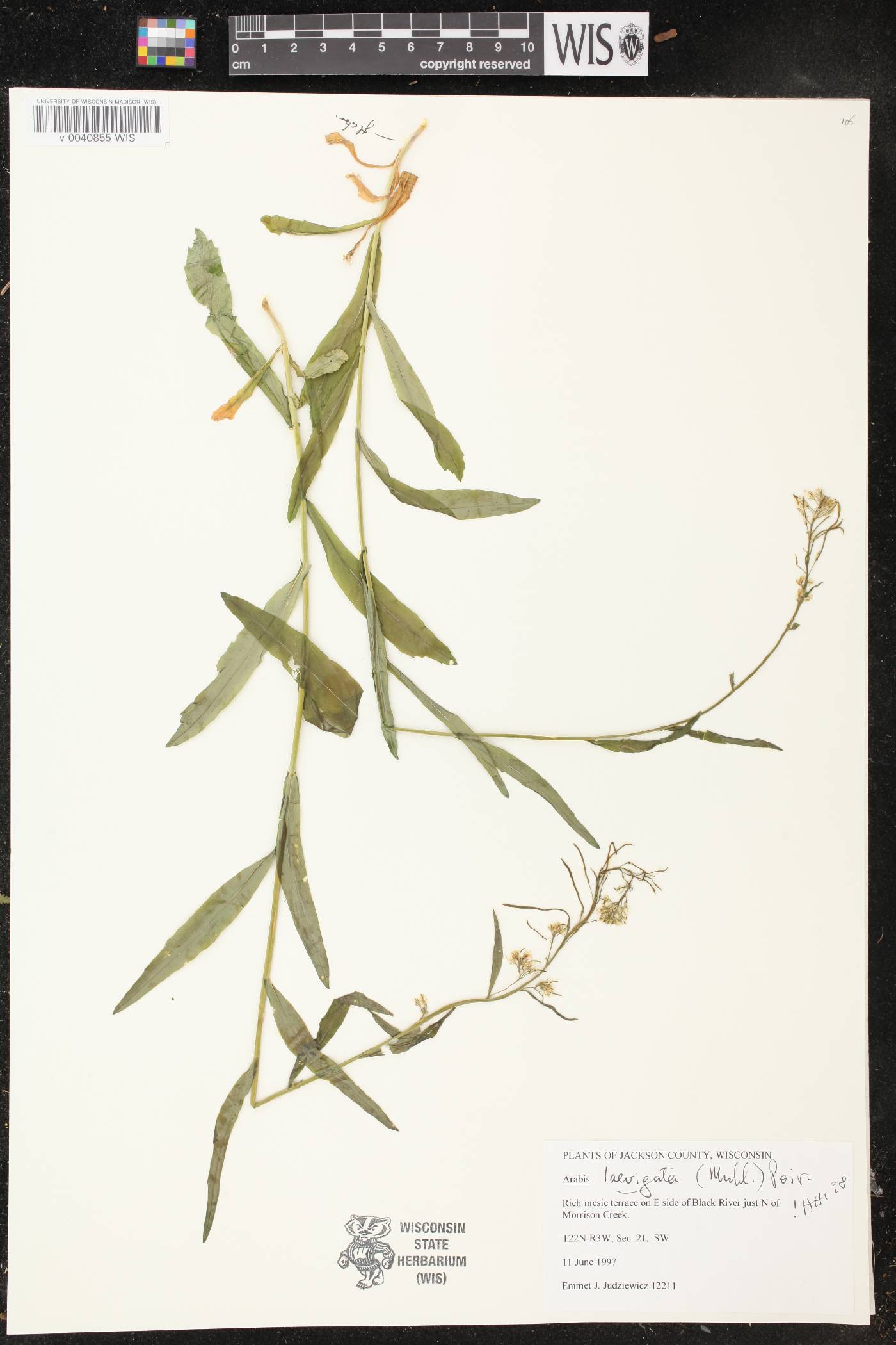 Boechera laevigata image
