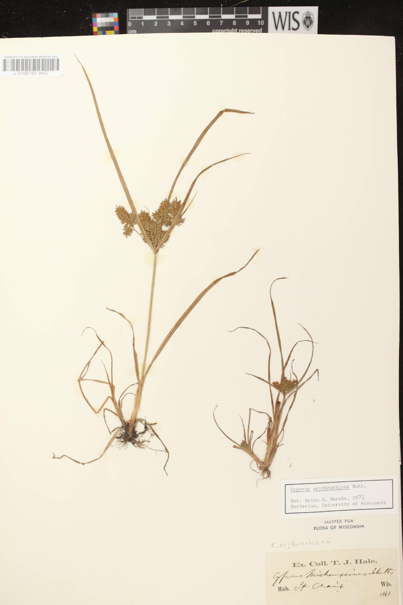 Cyperus erythrorhizos image