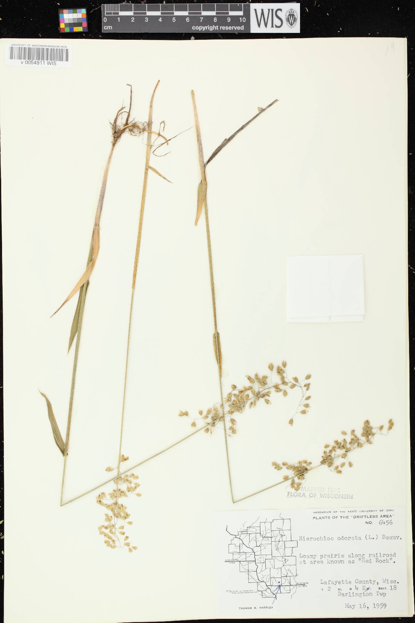 Anthoxanthum hirtum subsp. arcticum image