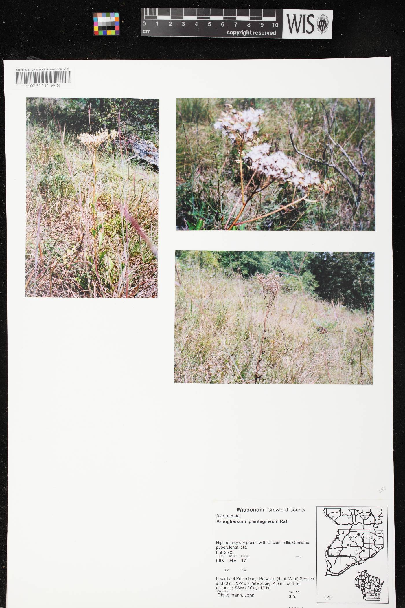 Arnoglossum plantagineum image