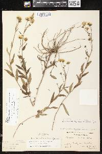 Image of Hieracium x fassettii var. mendicum