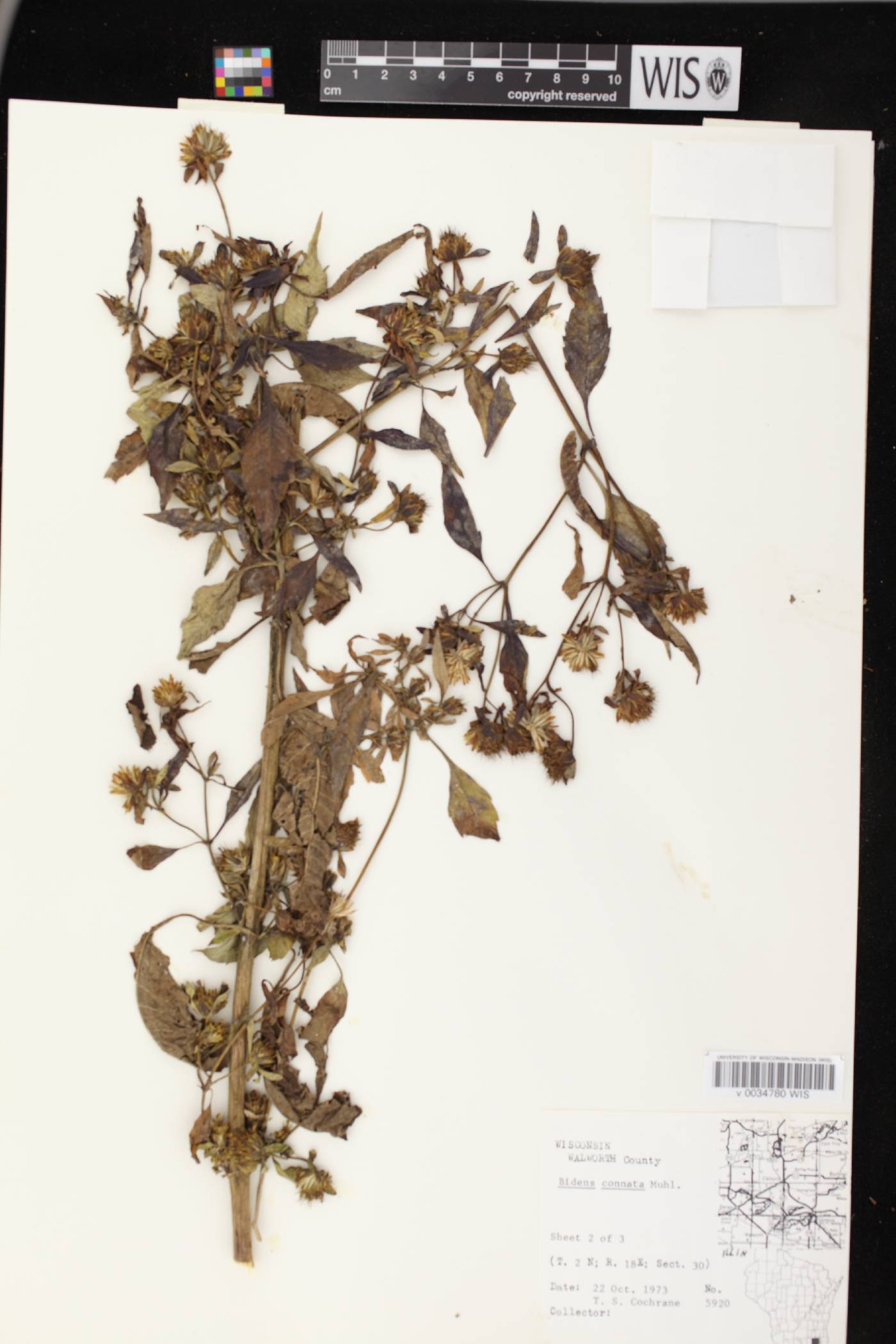 Bidens connata image