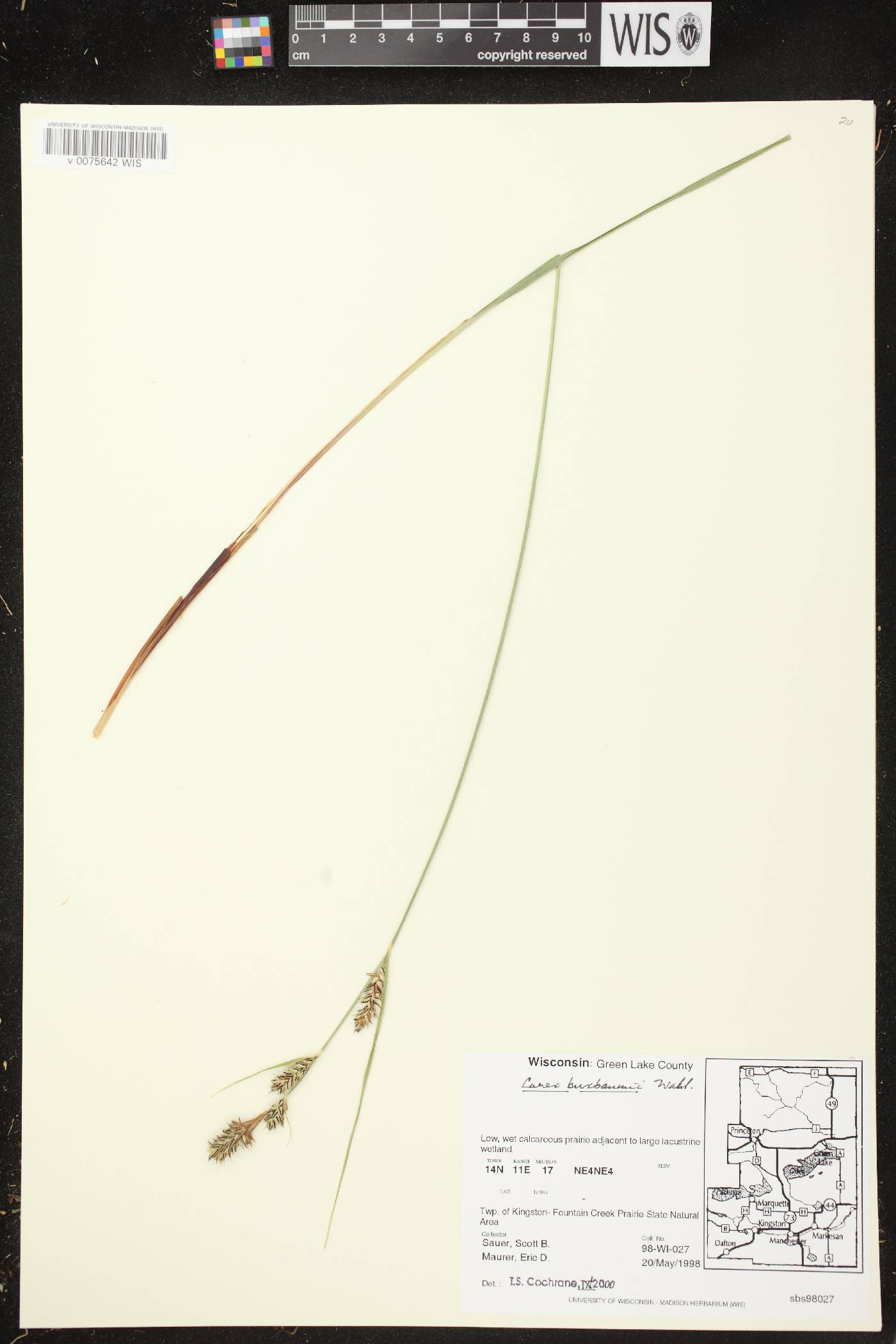 Carex buxbaumii image