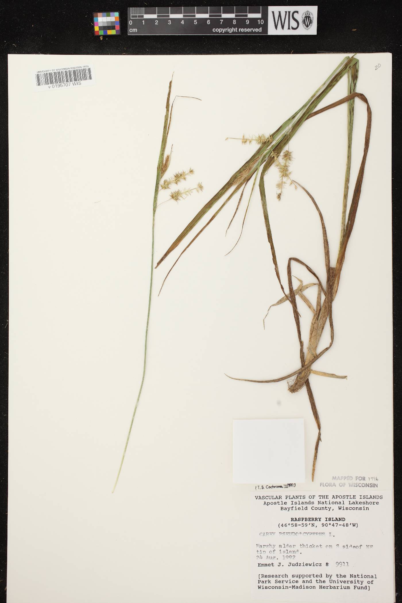 Carex pseudocyperus image