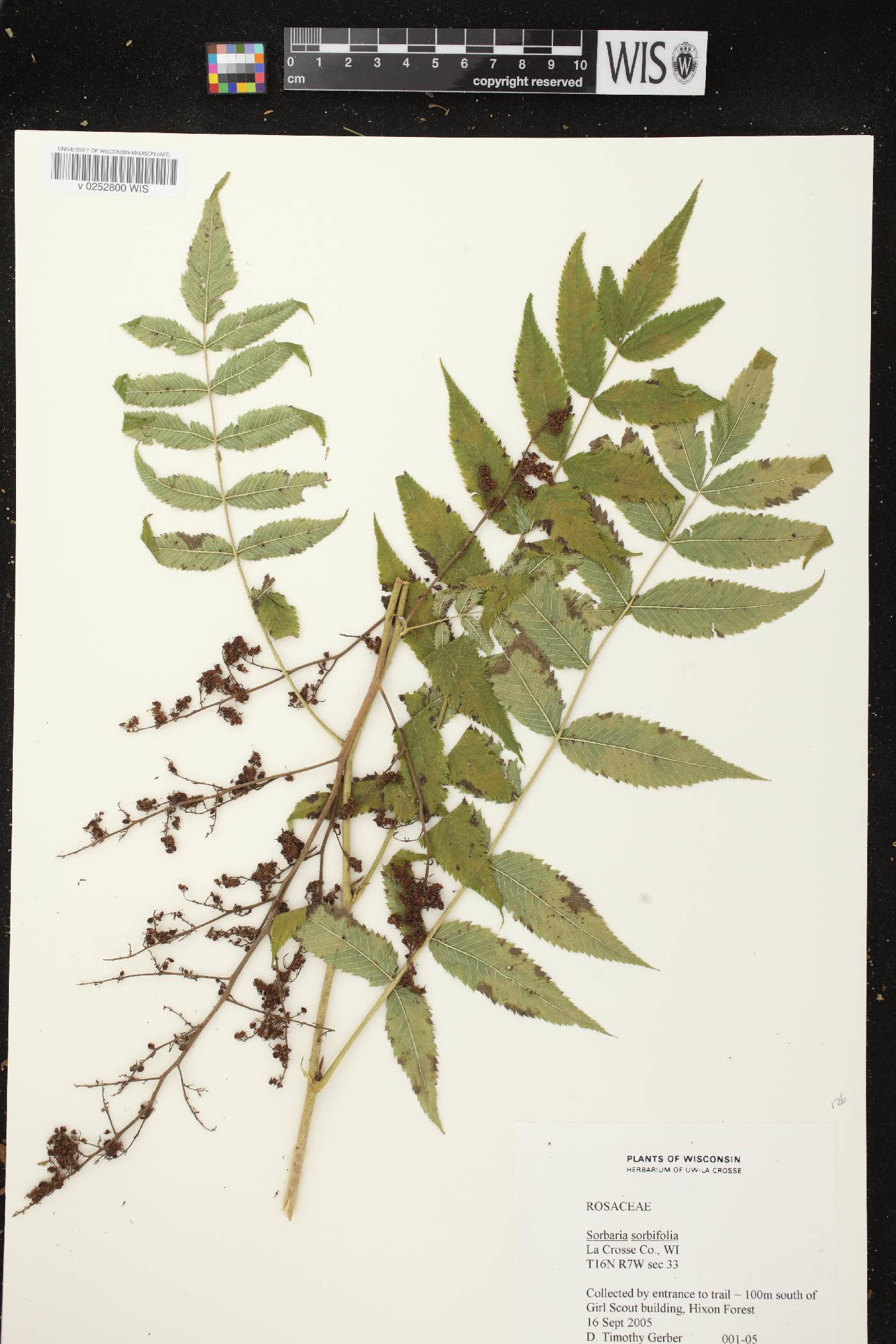Sorbaria sorbifolia image