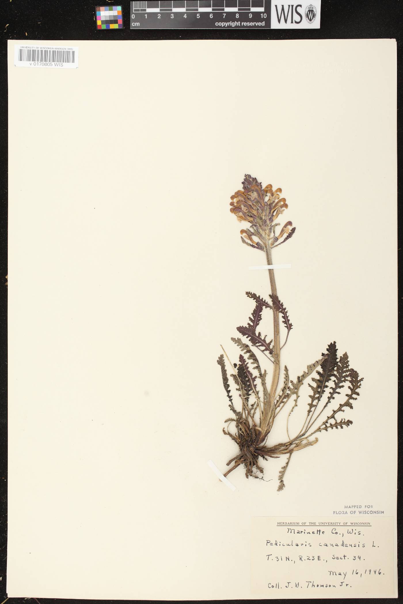 Pedicularis canadensis subsp. canadensis image