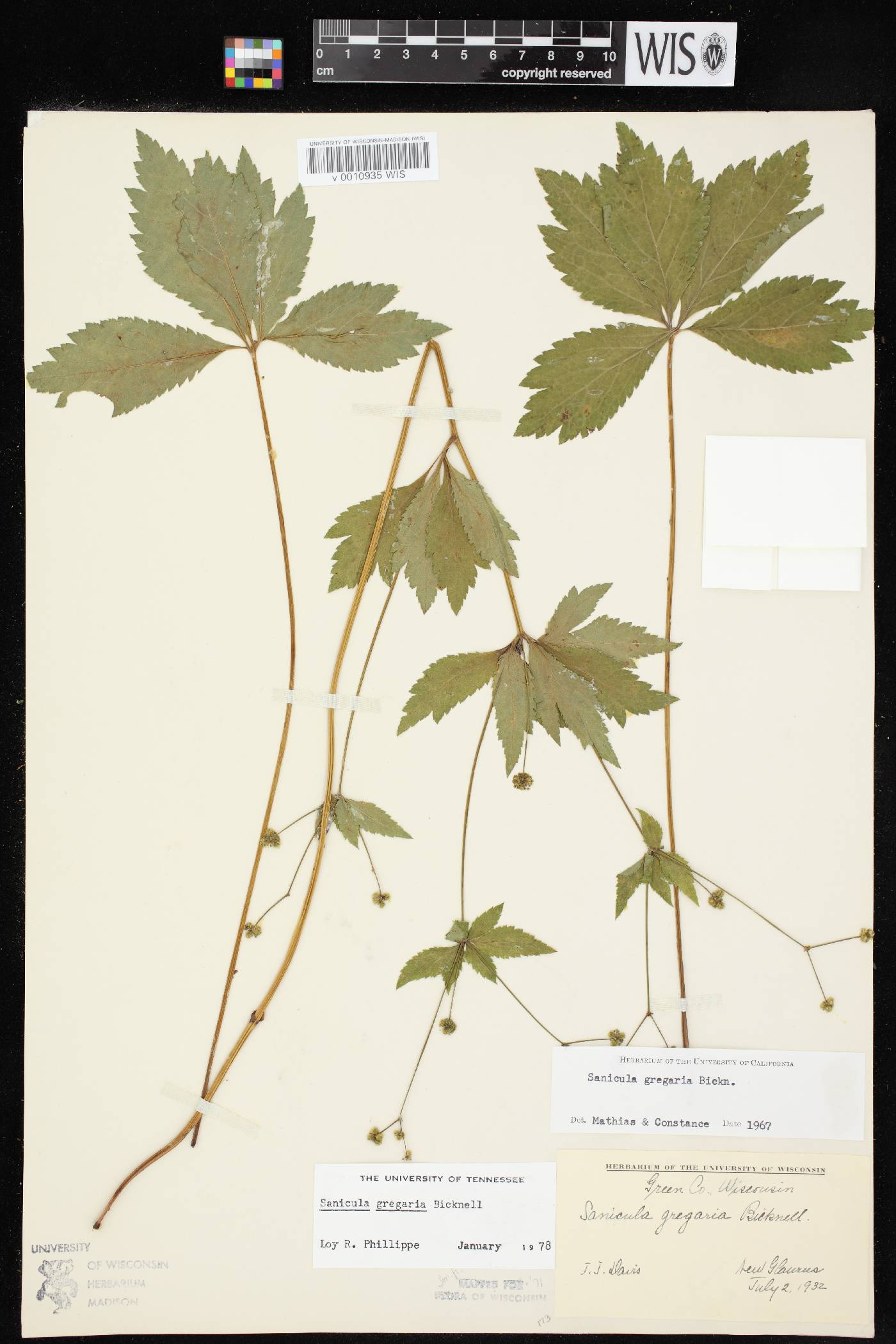 Sanicula odorata image