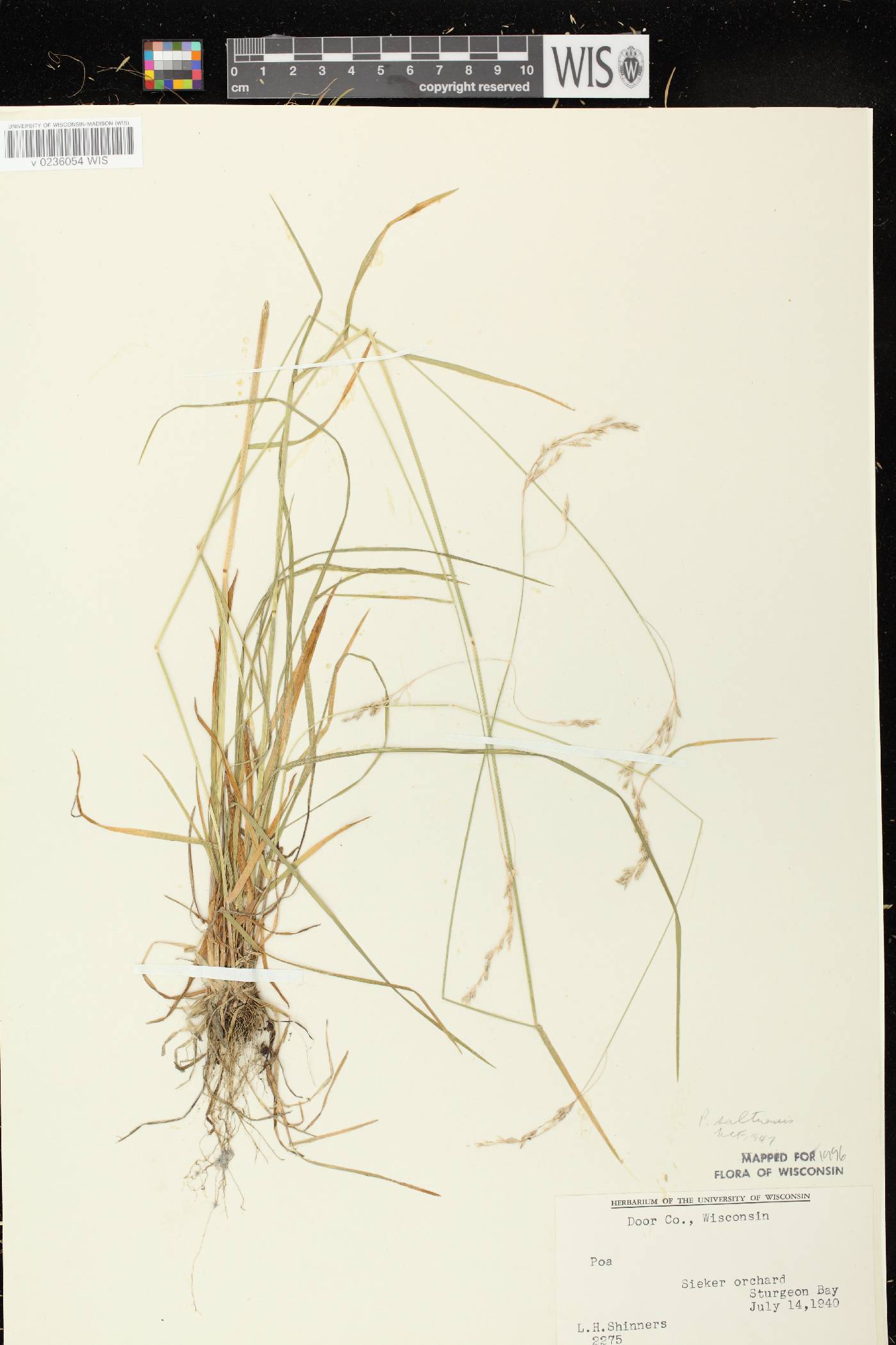 Poa saltuensis image