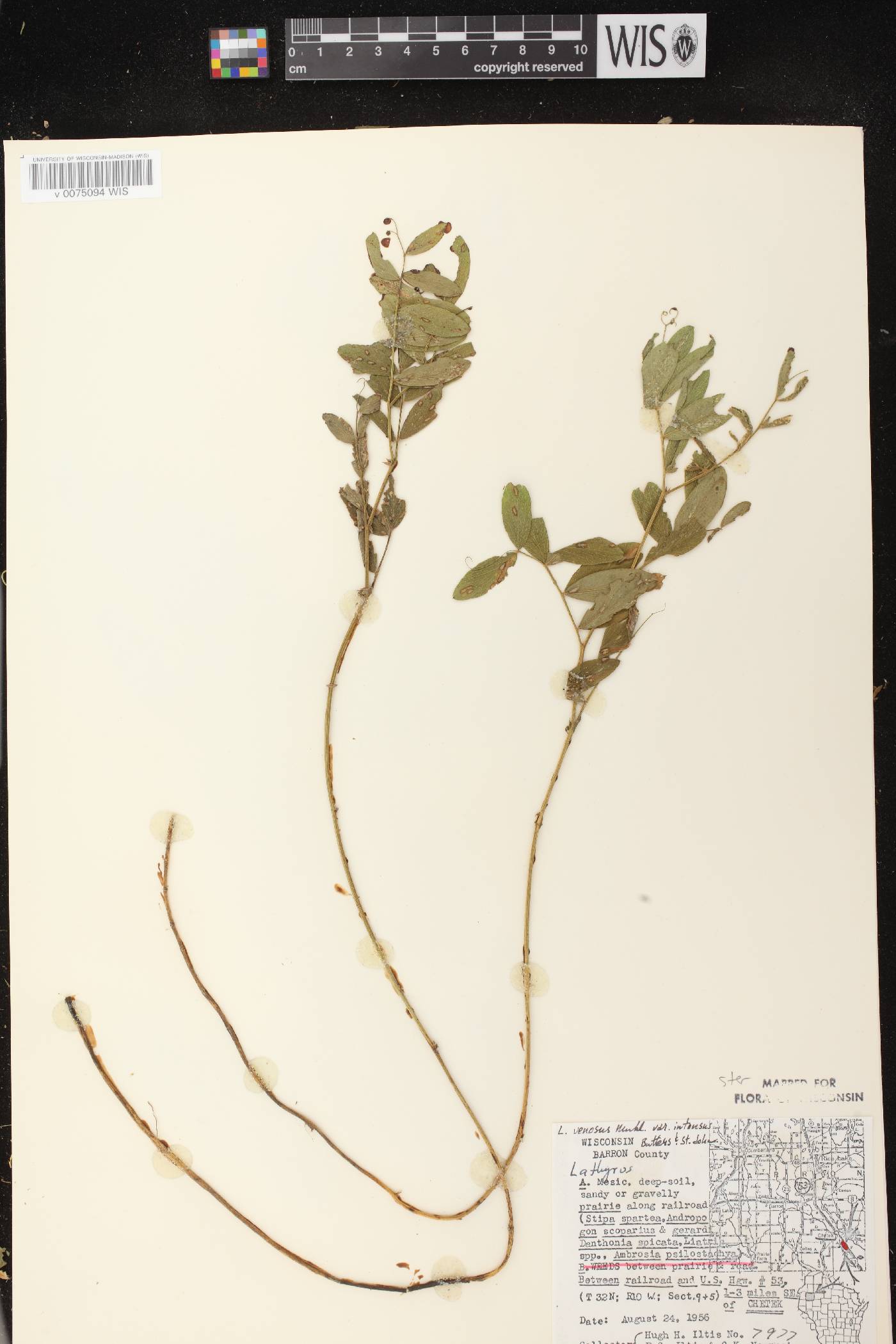 Lathyrus venosus image