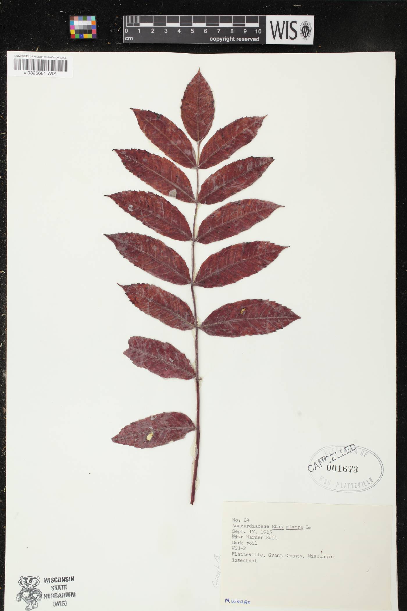 Rhus glabra image