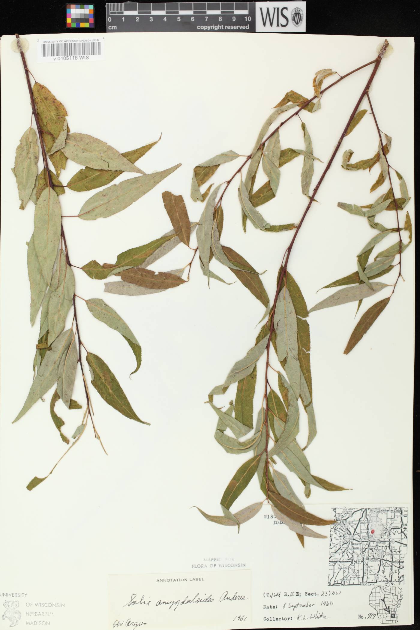Salix amygdaloides image