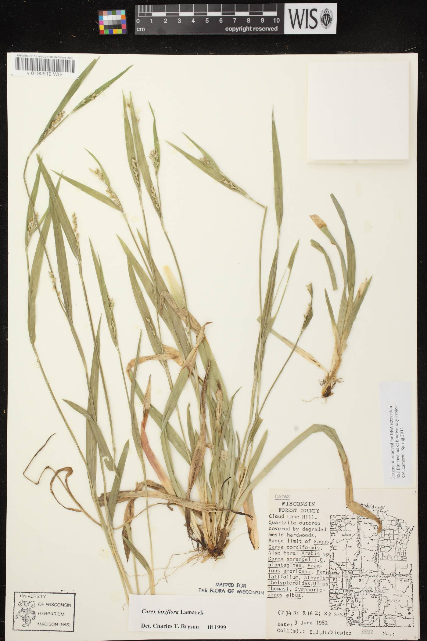 Carex laxiflora image
